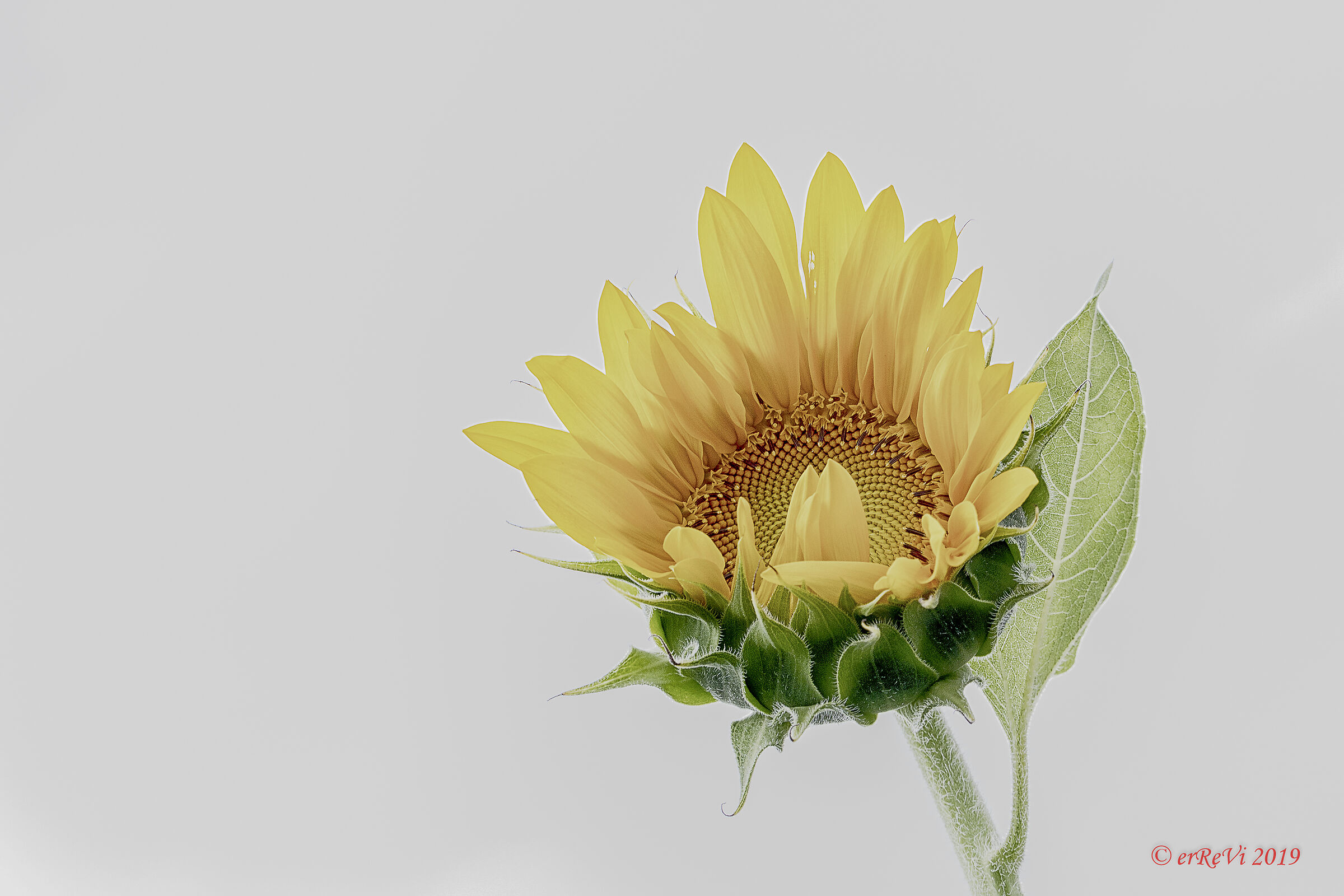 Tall Sunflower...