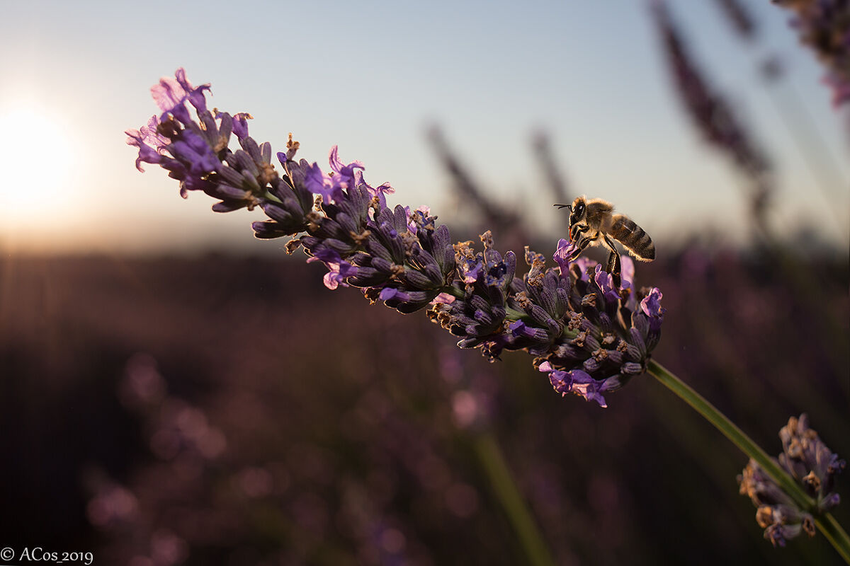 Sunrise with bees...