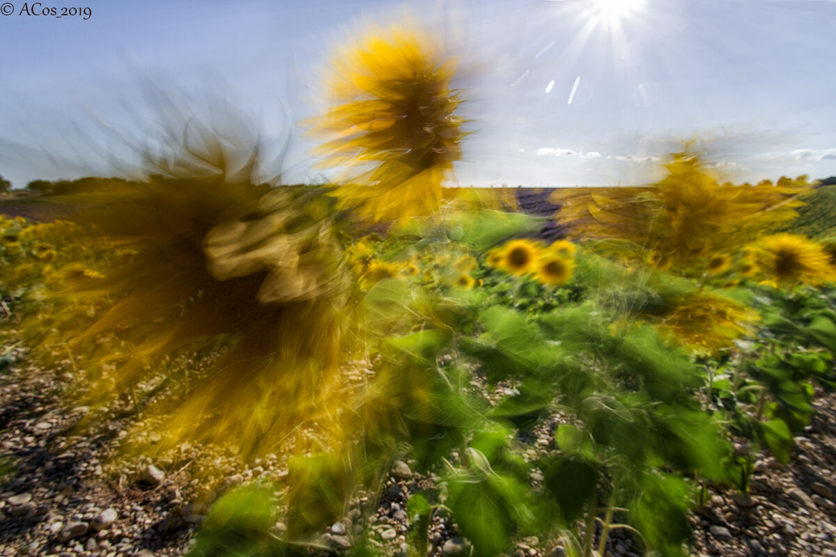 Sunflowers in the Wind...