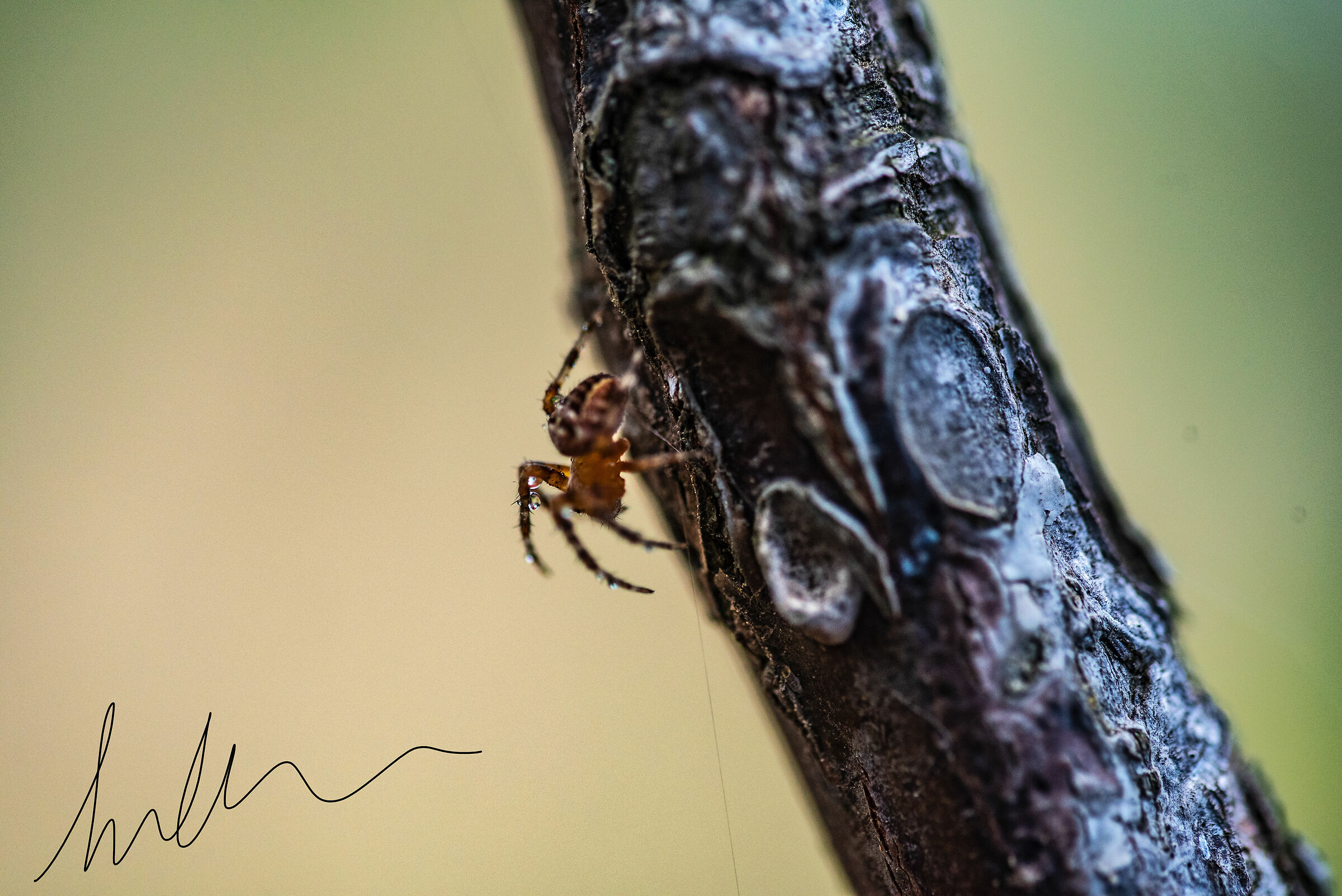 Sicilian spider ...