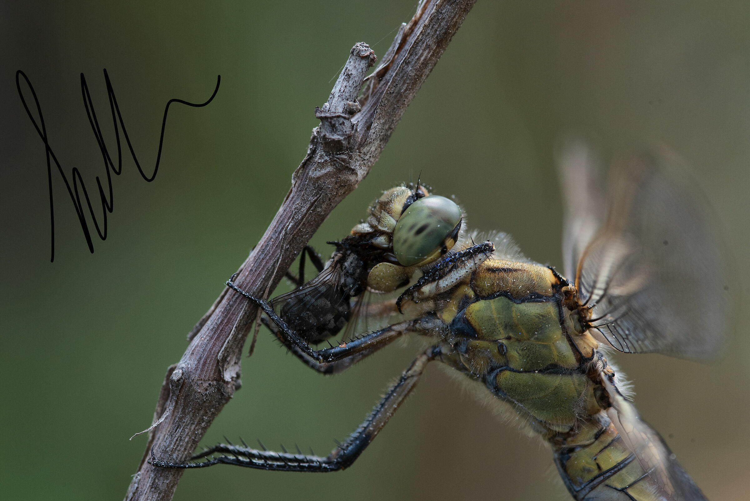 Sicilian dragonfly...
