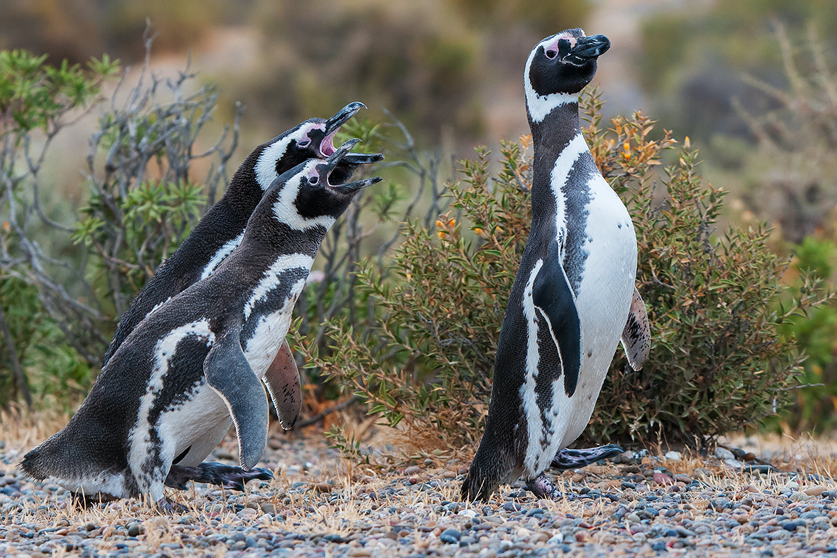 Magellanic Penguins - Young and Adult...