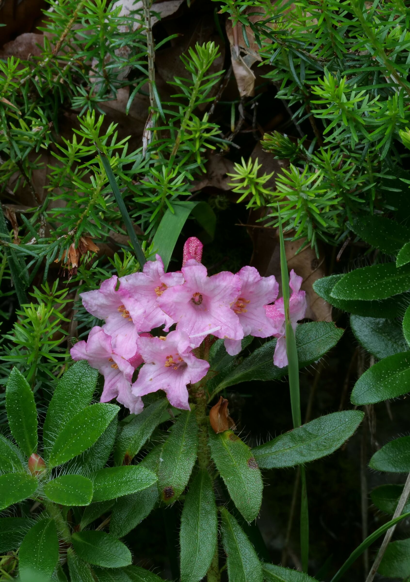 Rododendro peloso (Rododendron hirsutum)...