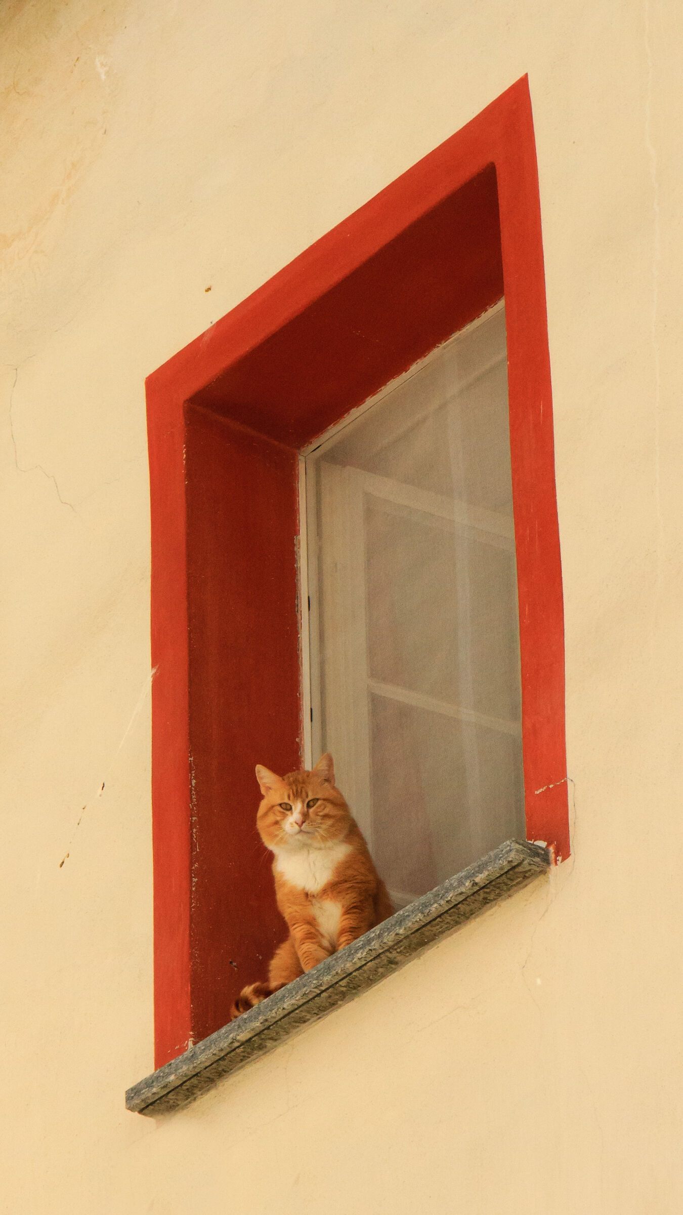 Cat Portrait...