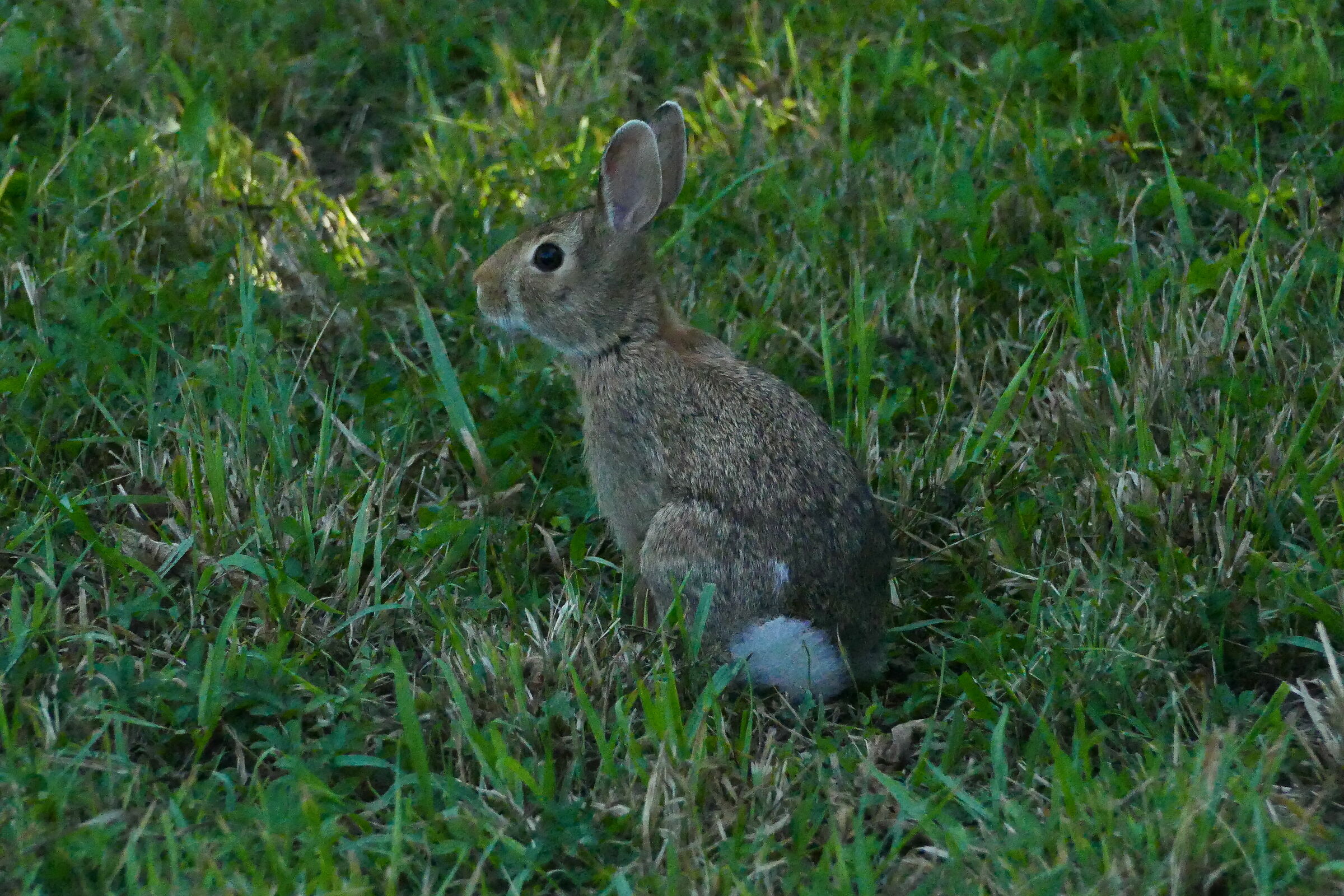 giovane coniglio selvatico...