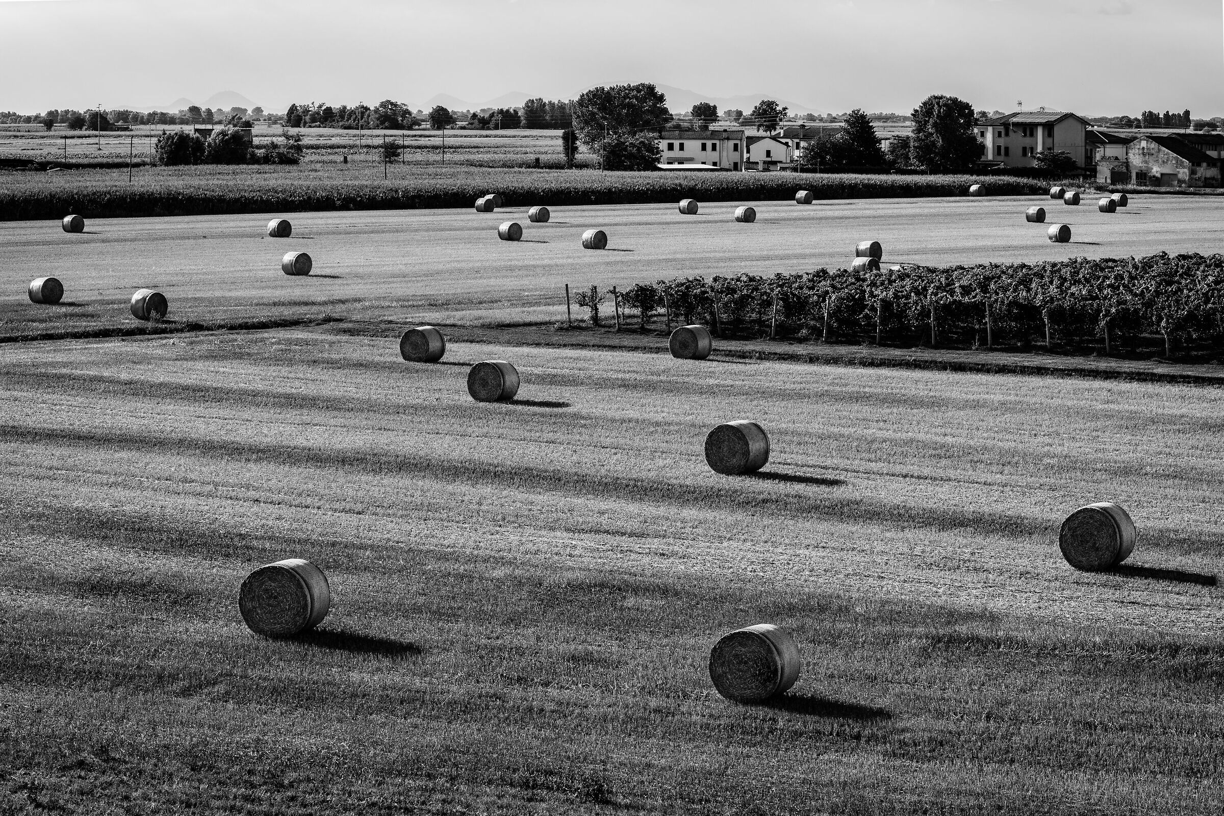 The bales and the vineyard...