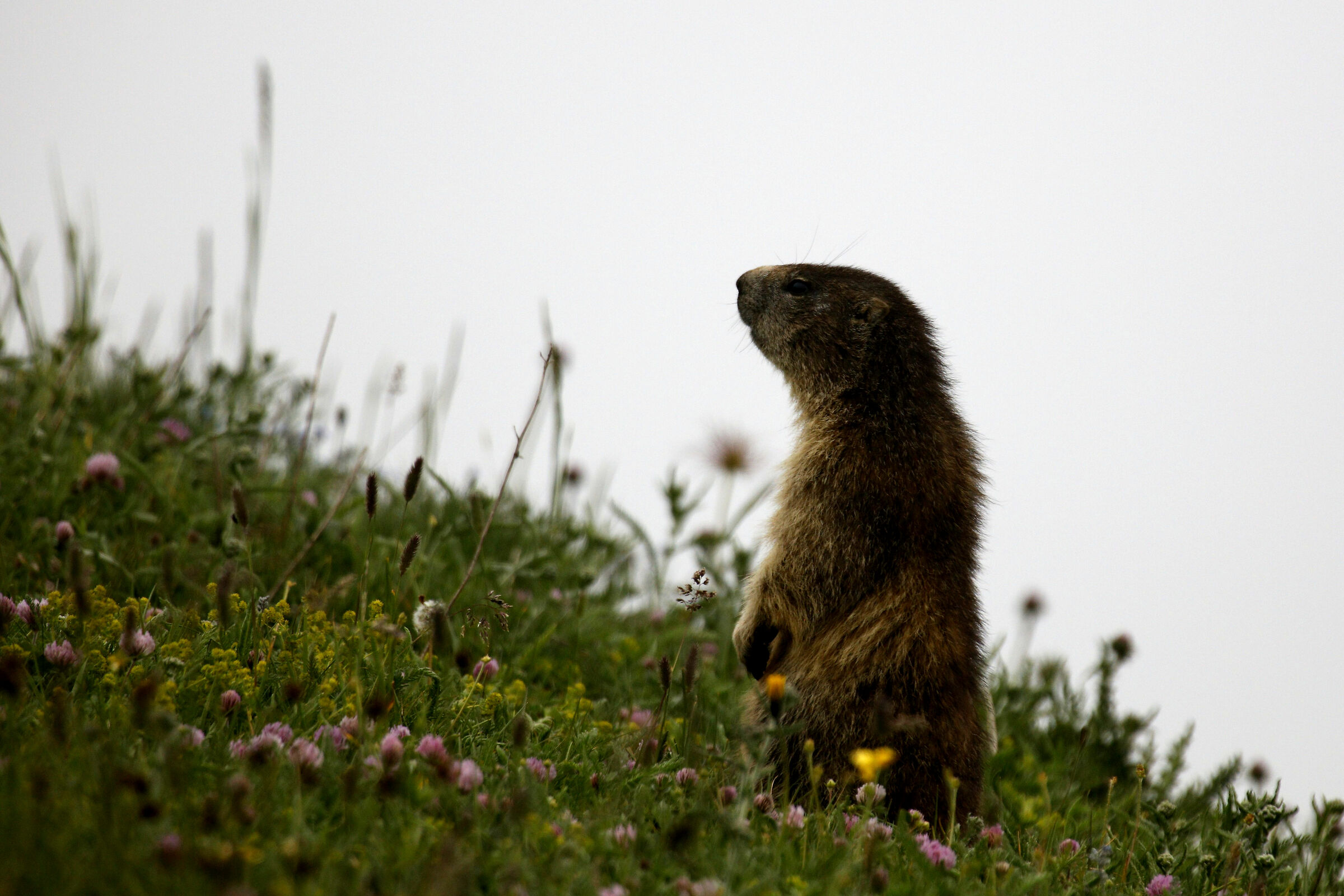 Le Marmotte del Gran Paradiso...