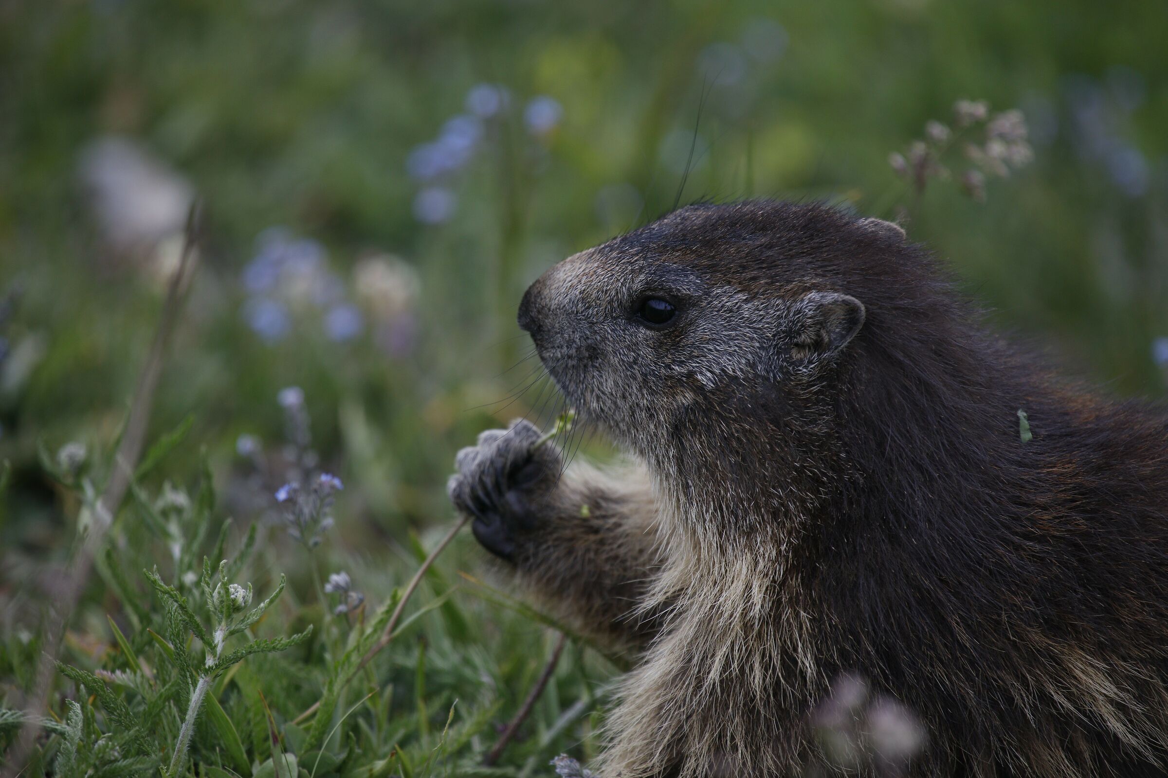 The Marmots of the Great Paradise 2...