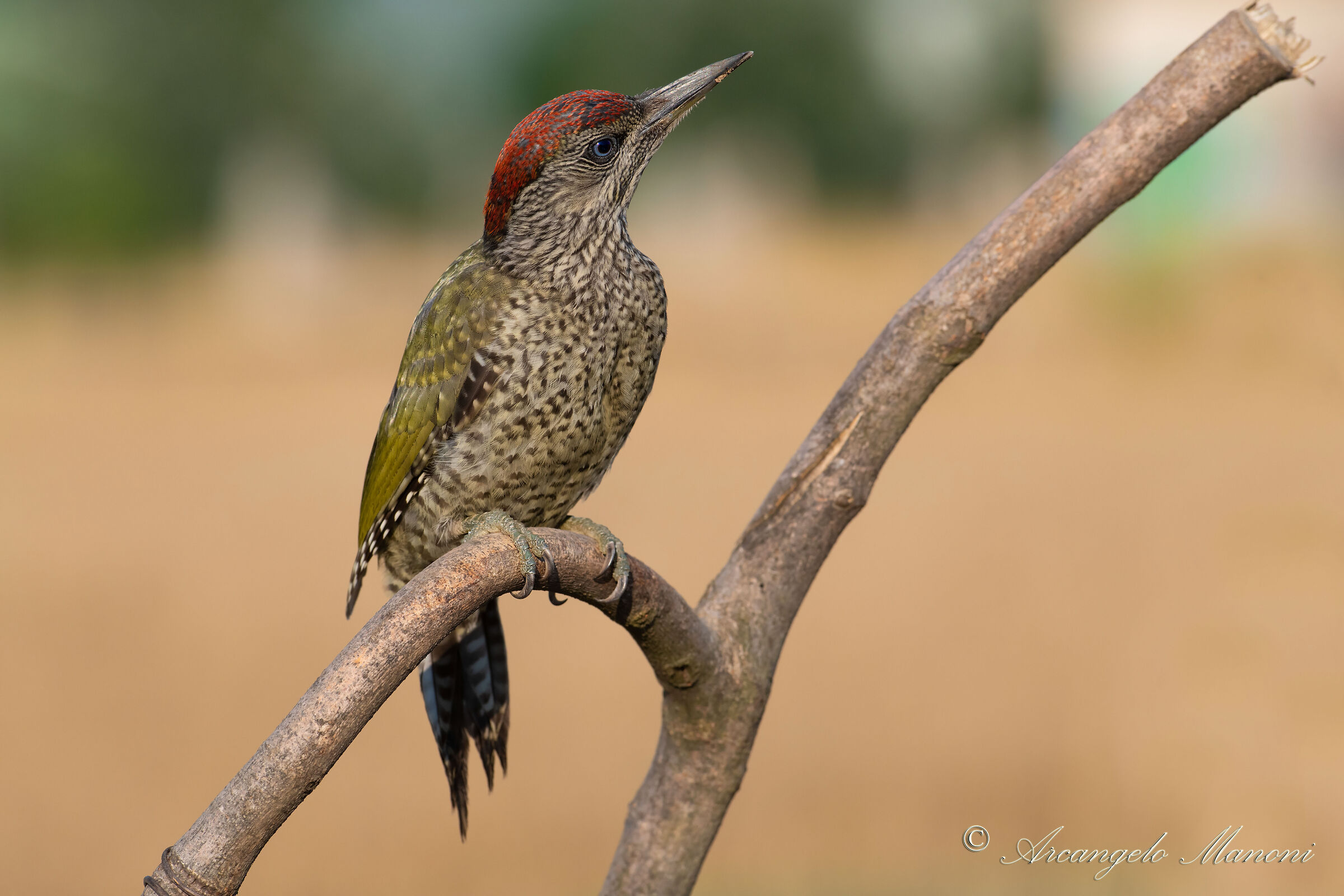 The magical green woodpecker...