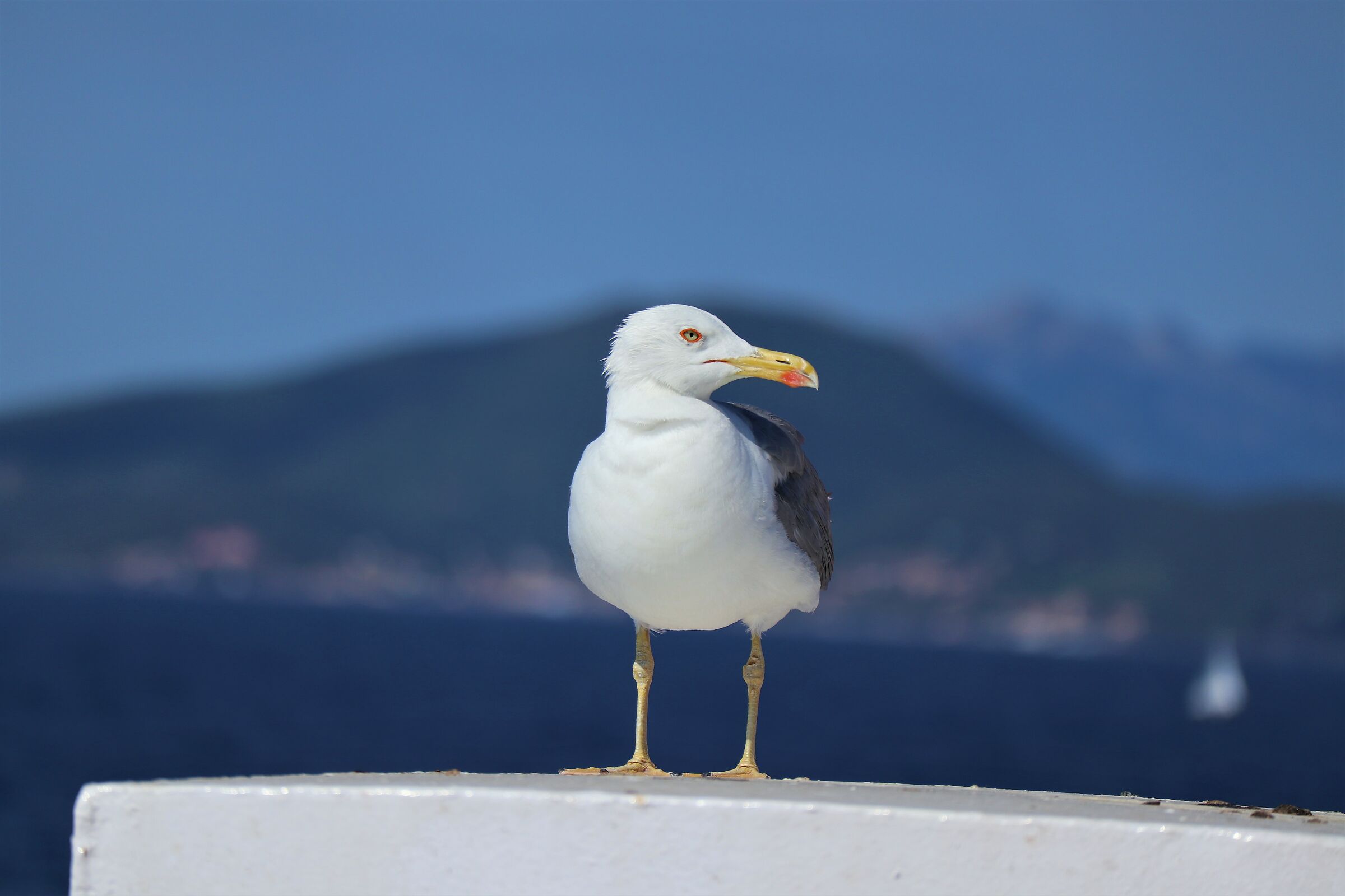 Portrait of a Seagull...