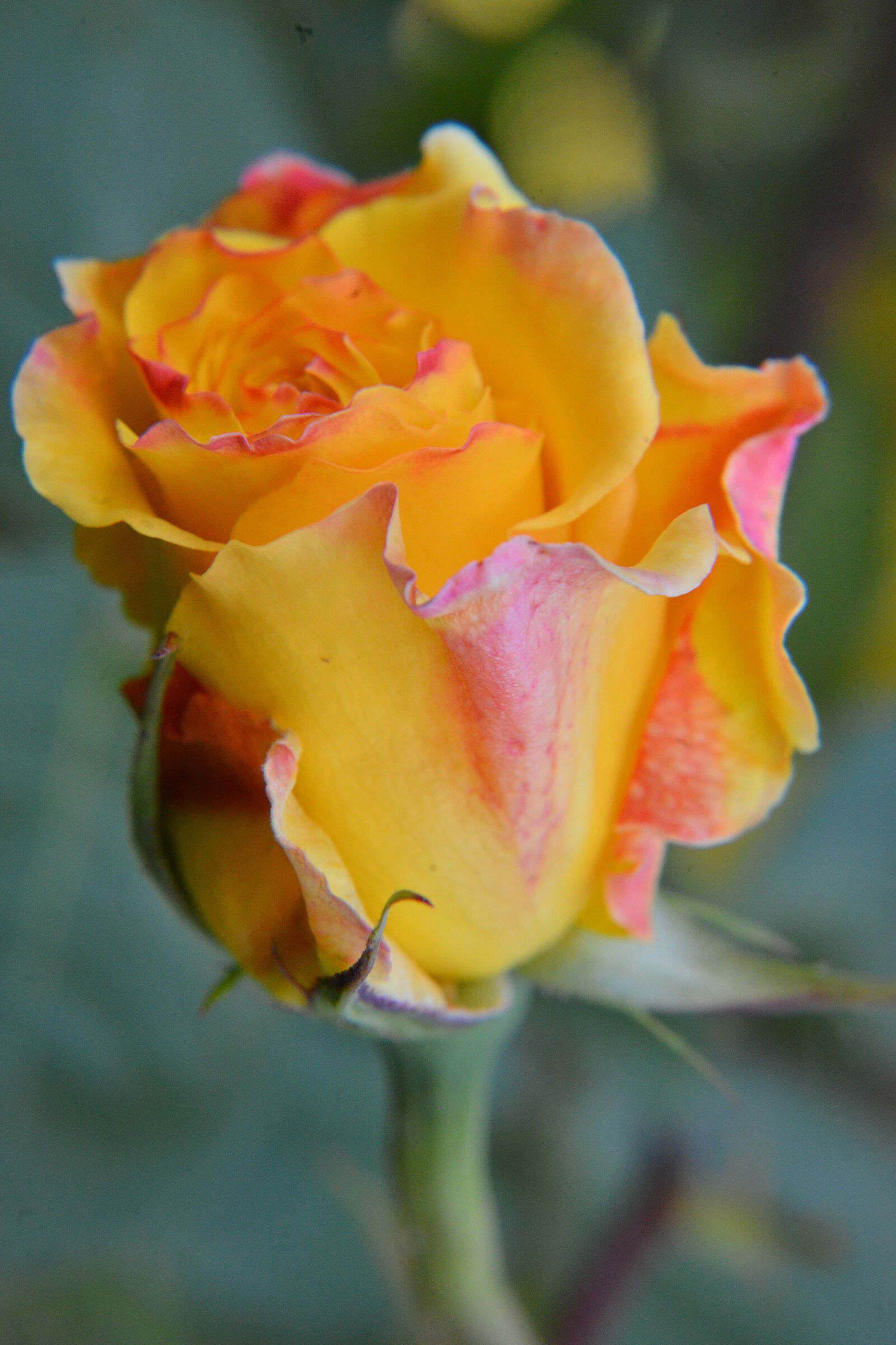 Yellow rose ...