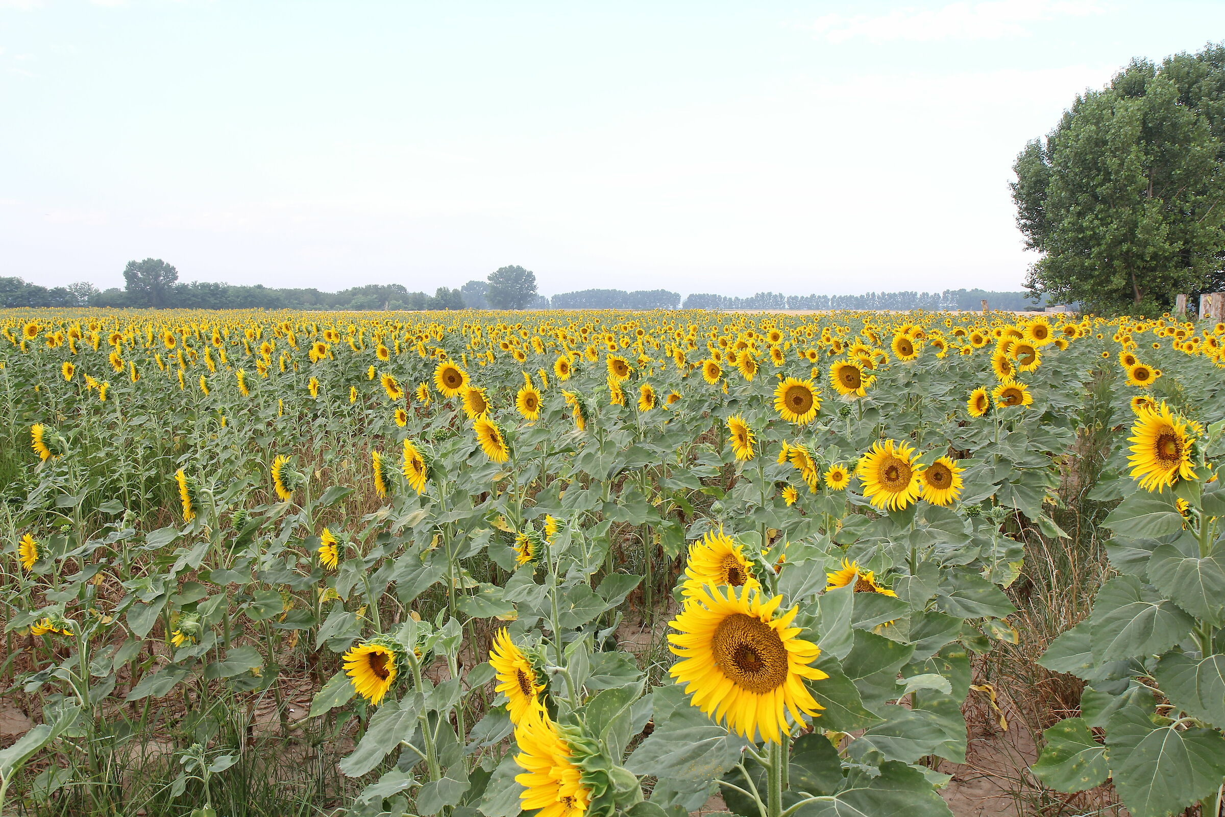 The Sunflowers of Nogara...