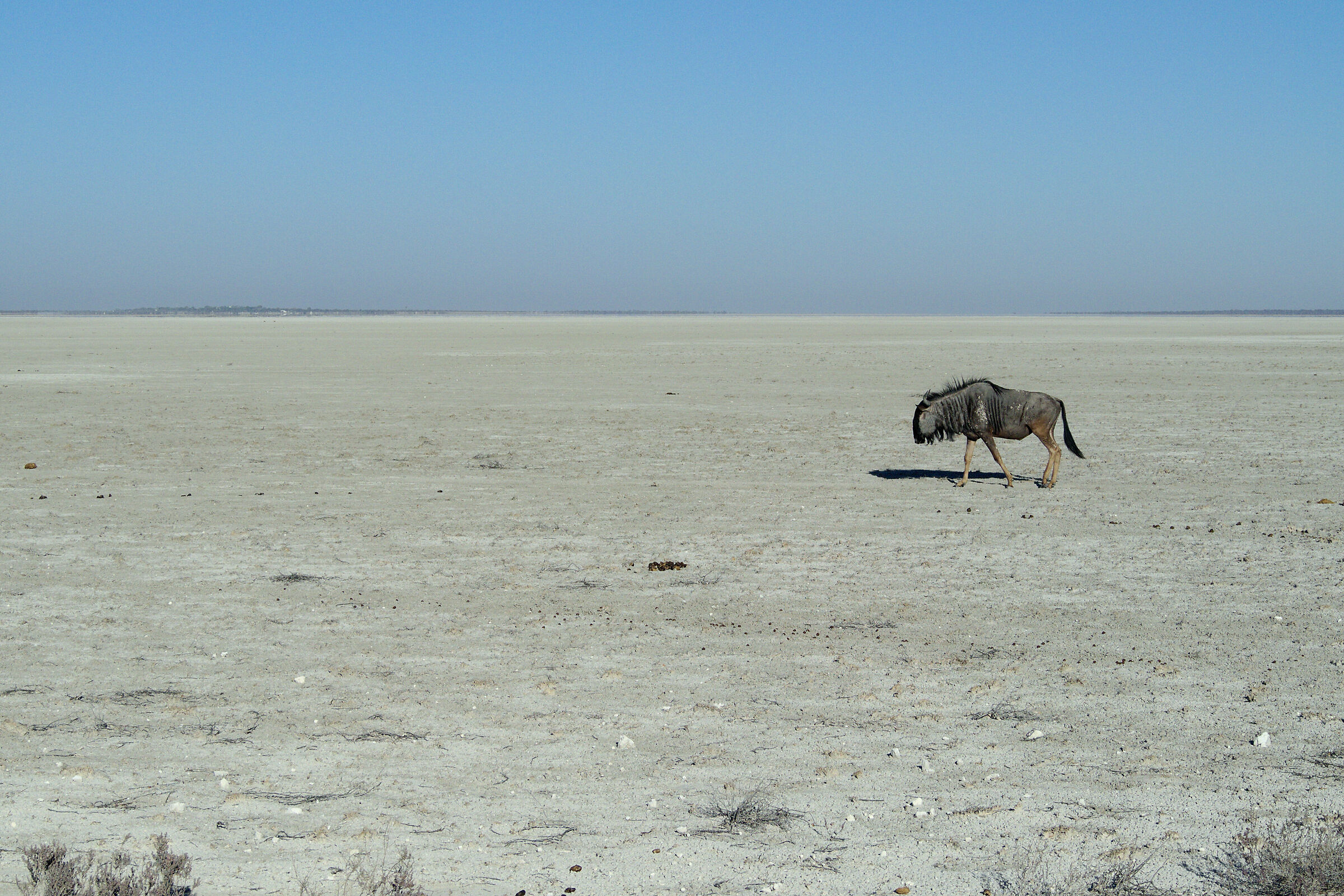 Lonely wildebeest...