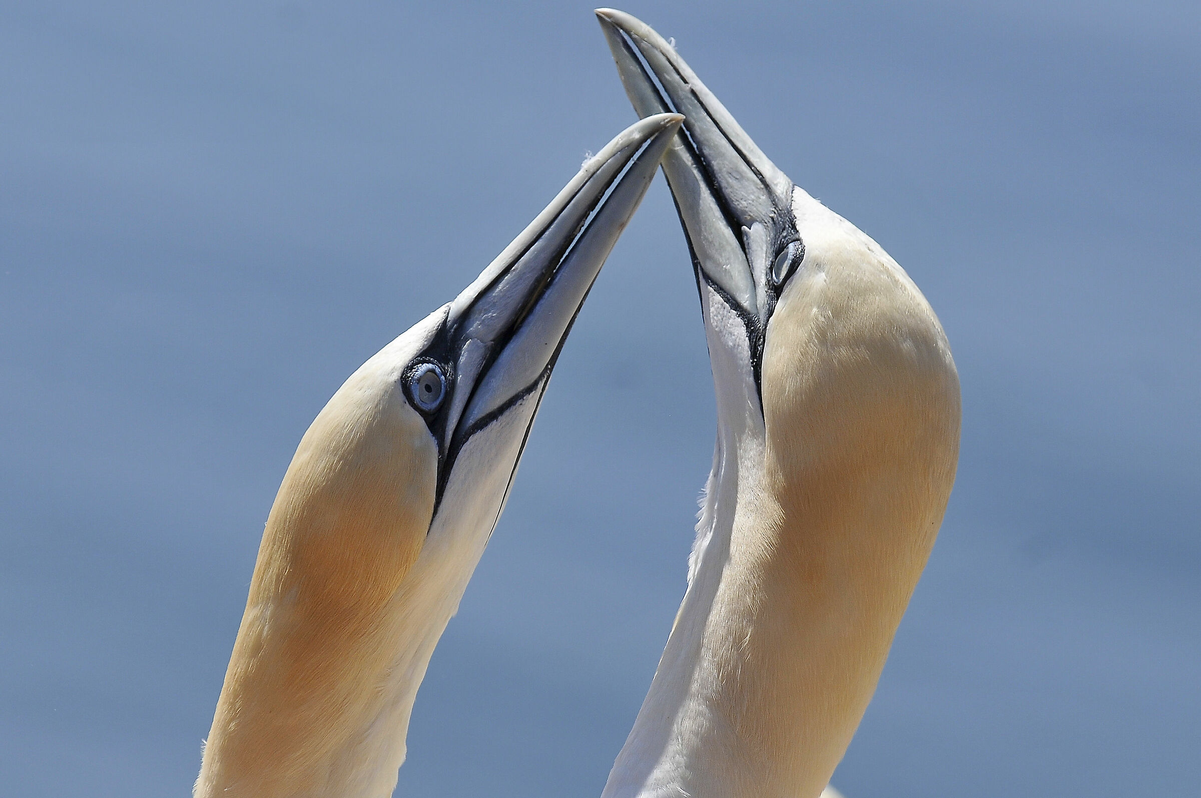 Sula (Northern gannet)...