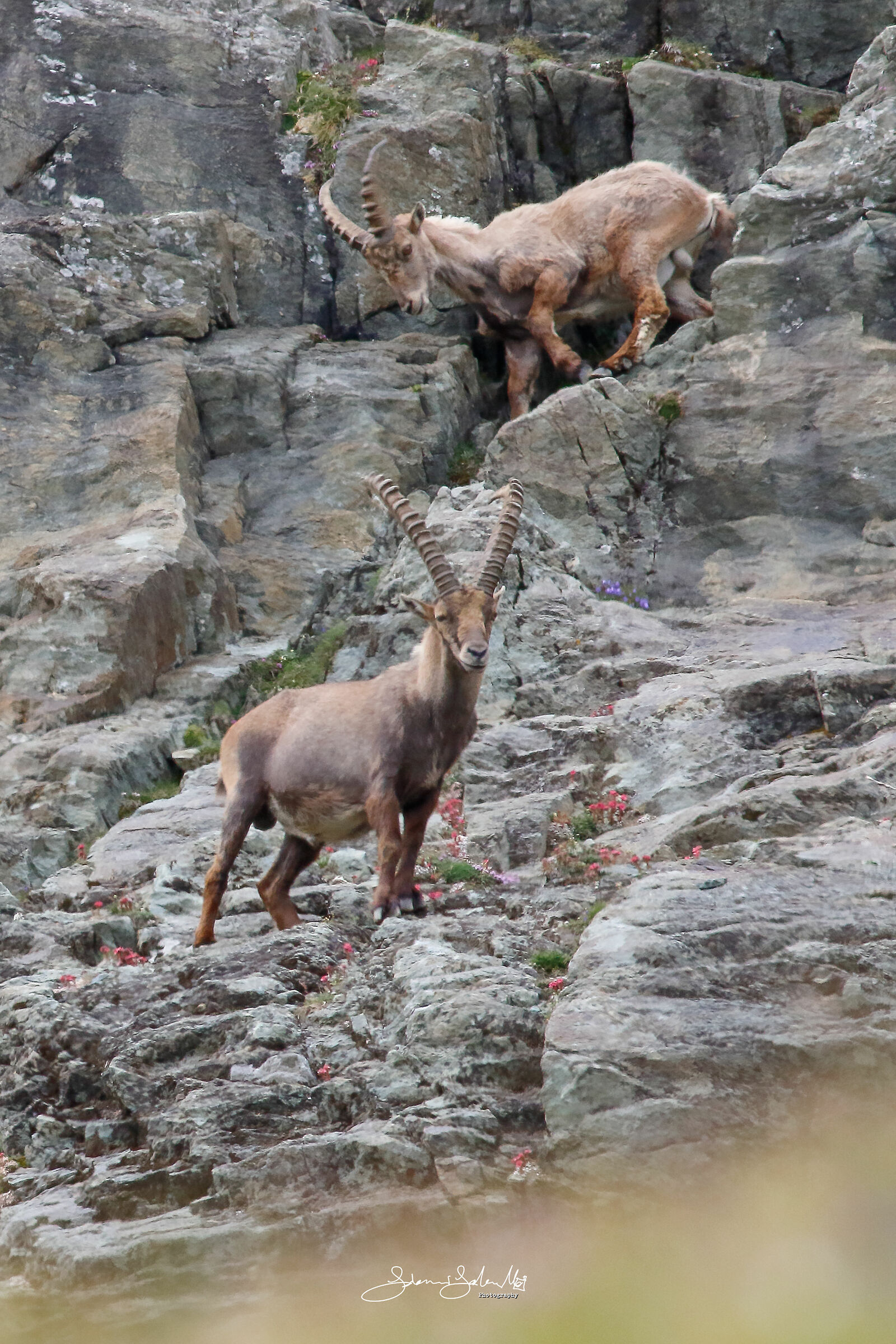 The descent of the ibex (Capra ibex, Linnaeus 1758)...
