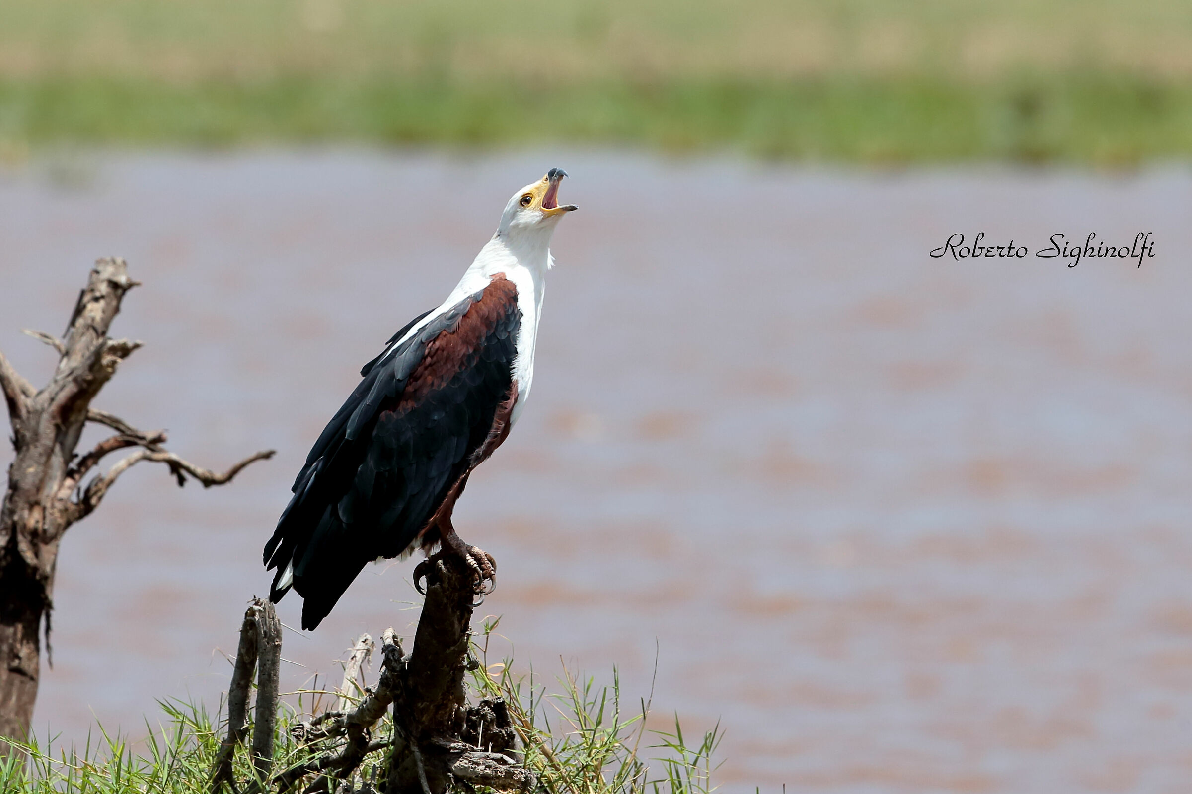Angler Eagle - Tanzania...