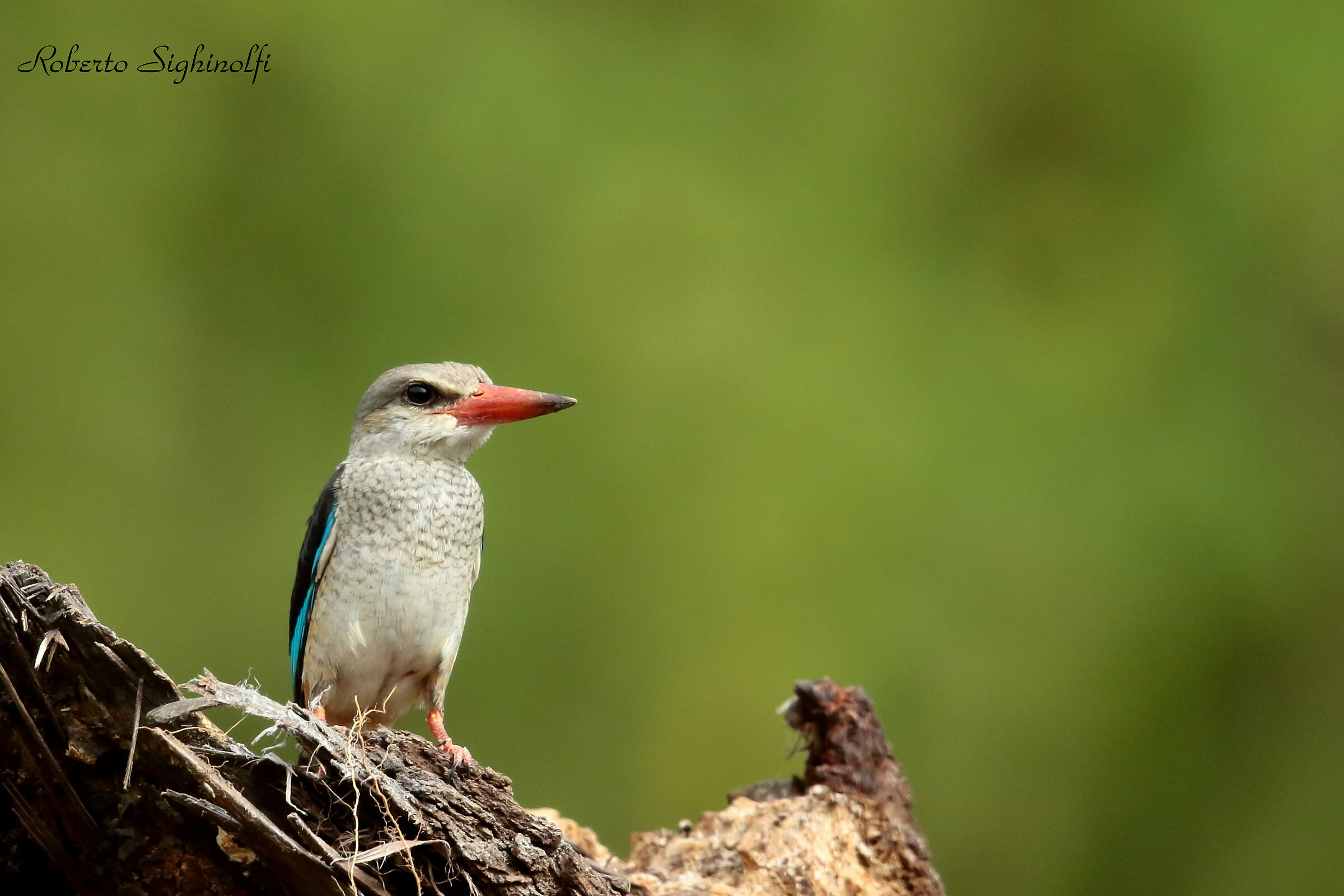 Gray kingfisher - Tanzania...