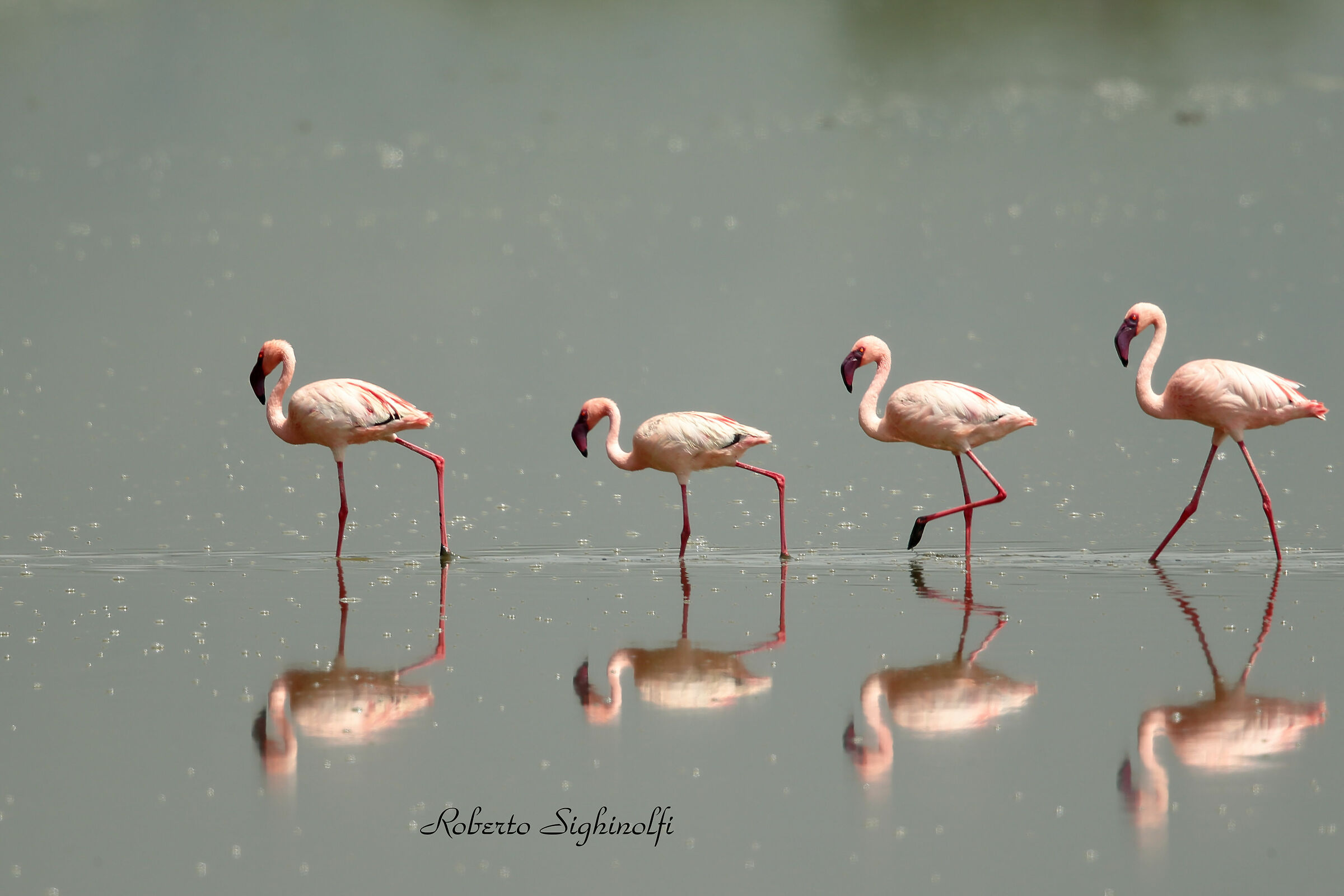 Lesser flamingos - Tanzania...