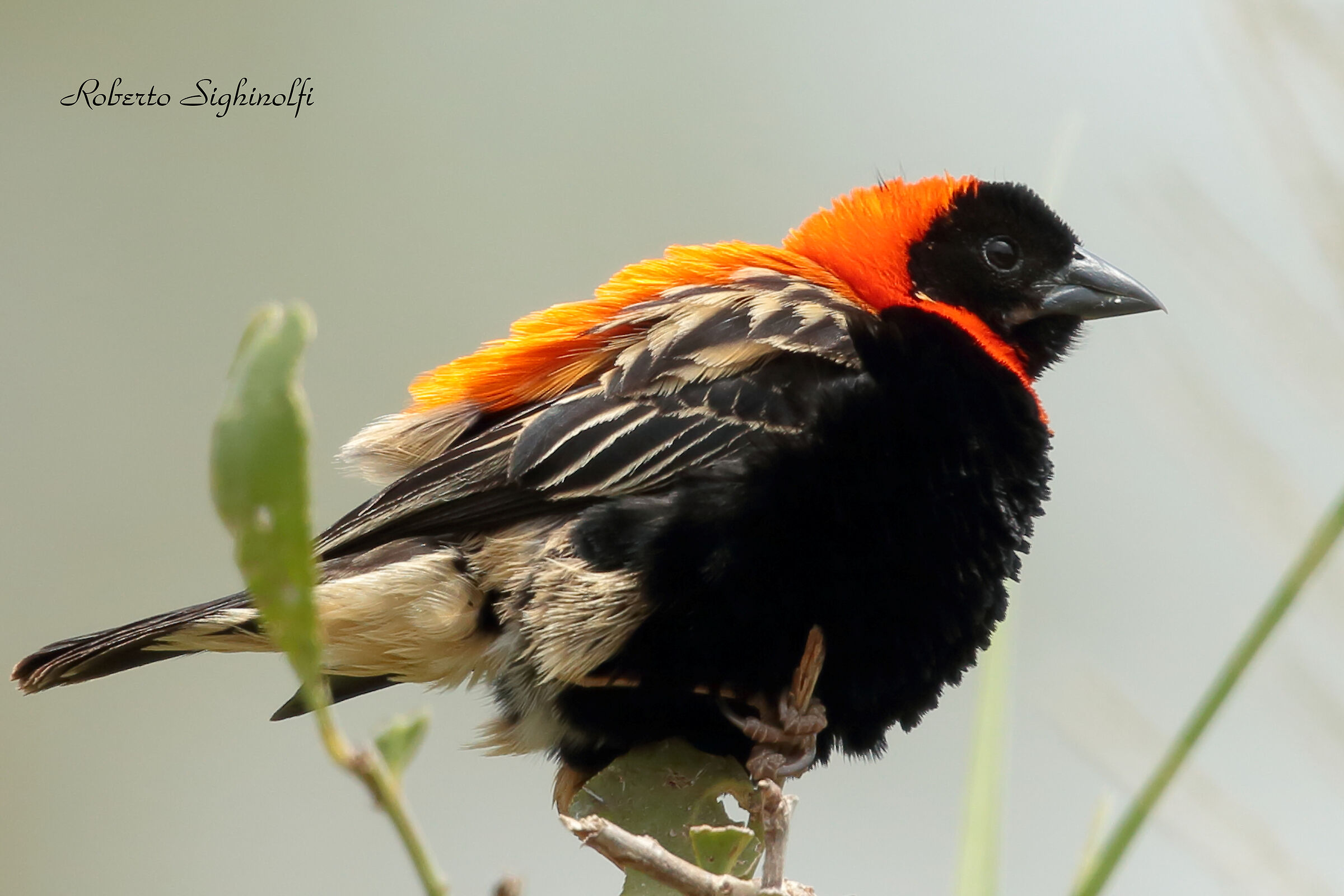 Red bishop from Tanzania...
