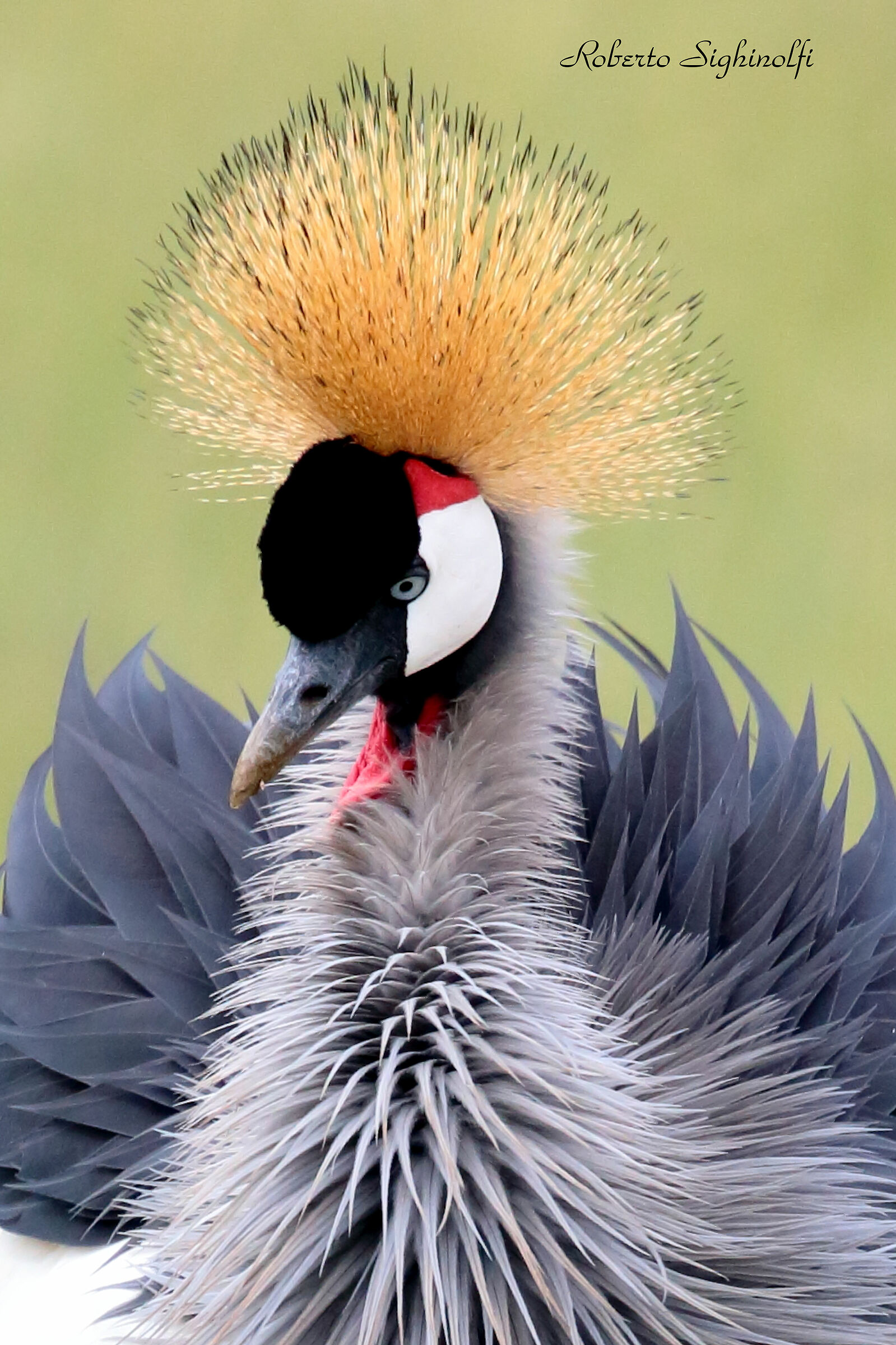 Crowned Crane - Tanzania...