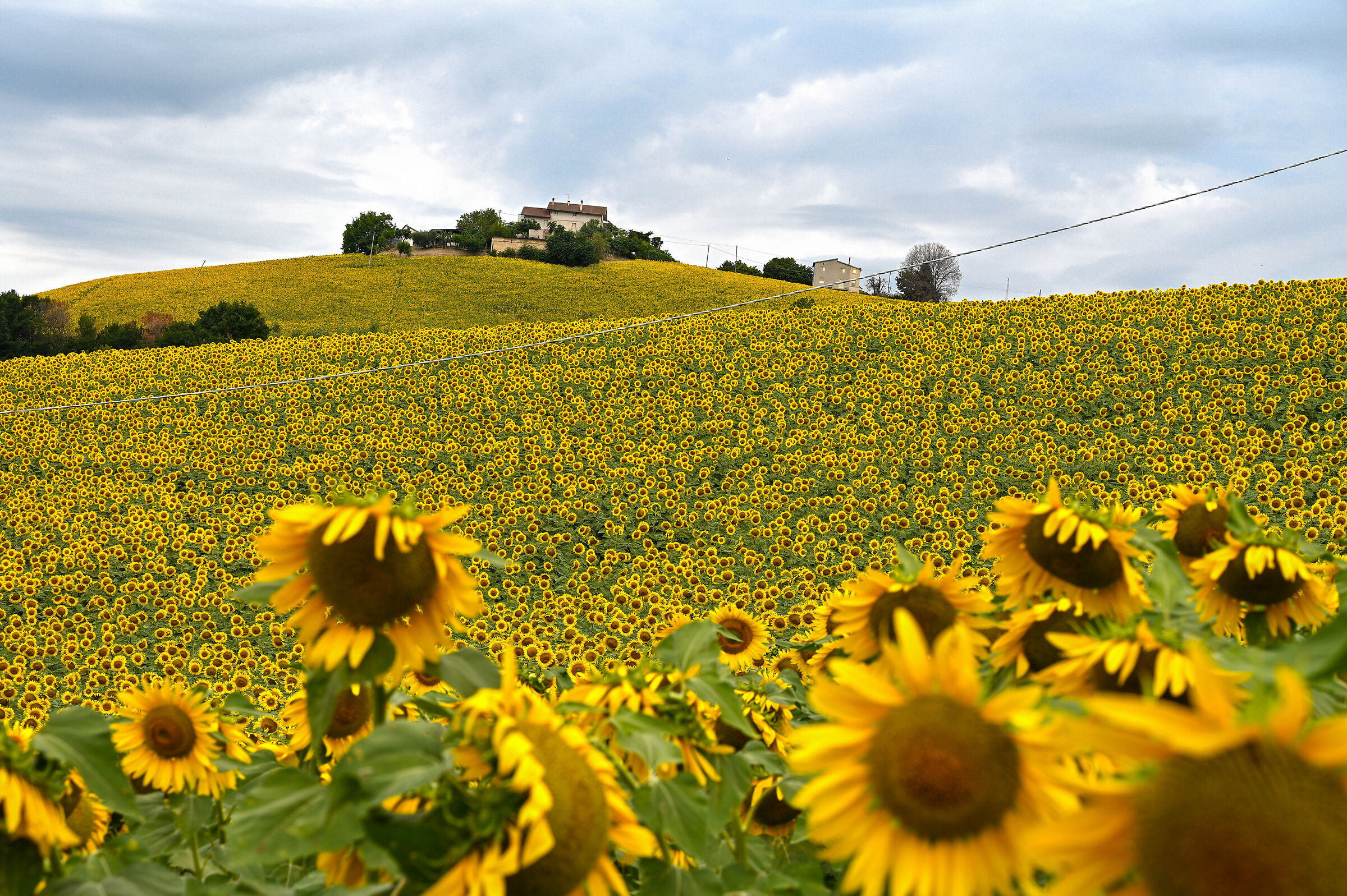 Home among the Sunflowers .... Marche landscape....