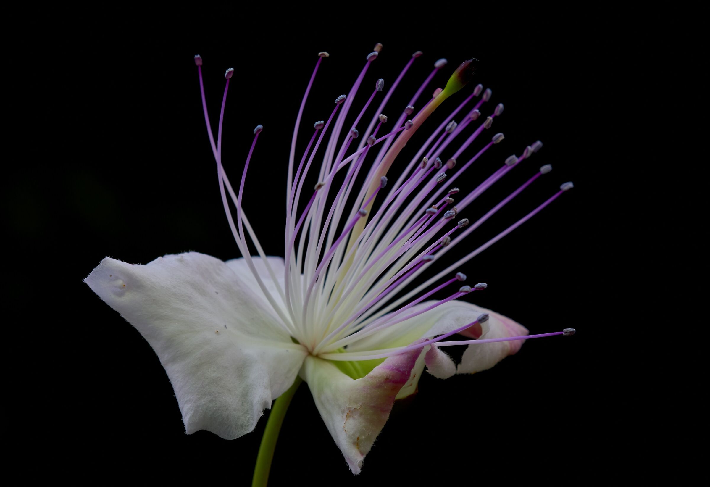Caper flower...