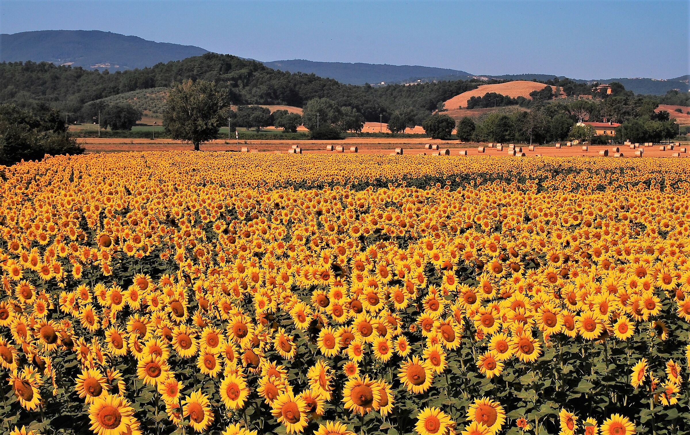 The sunflowers of the Chiana Valley...