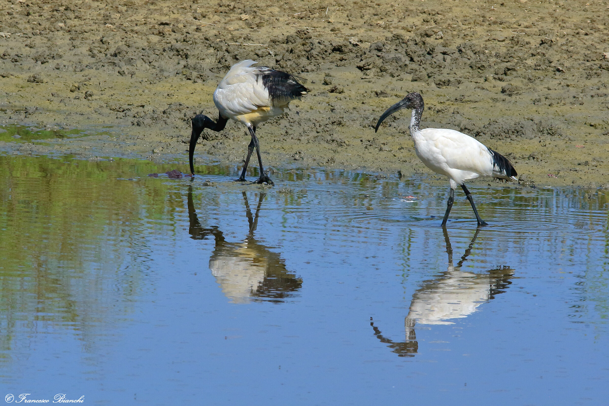 Due ibis...
