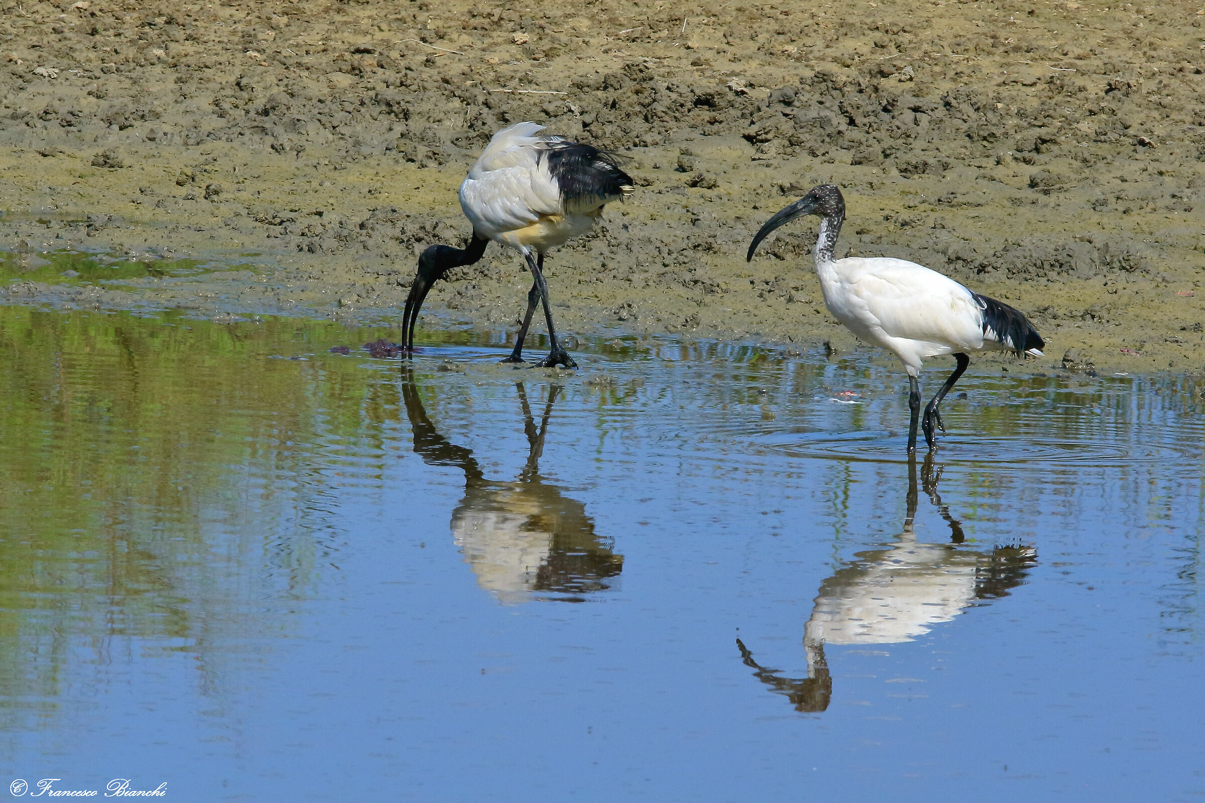 Due ibis...