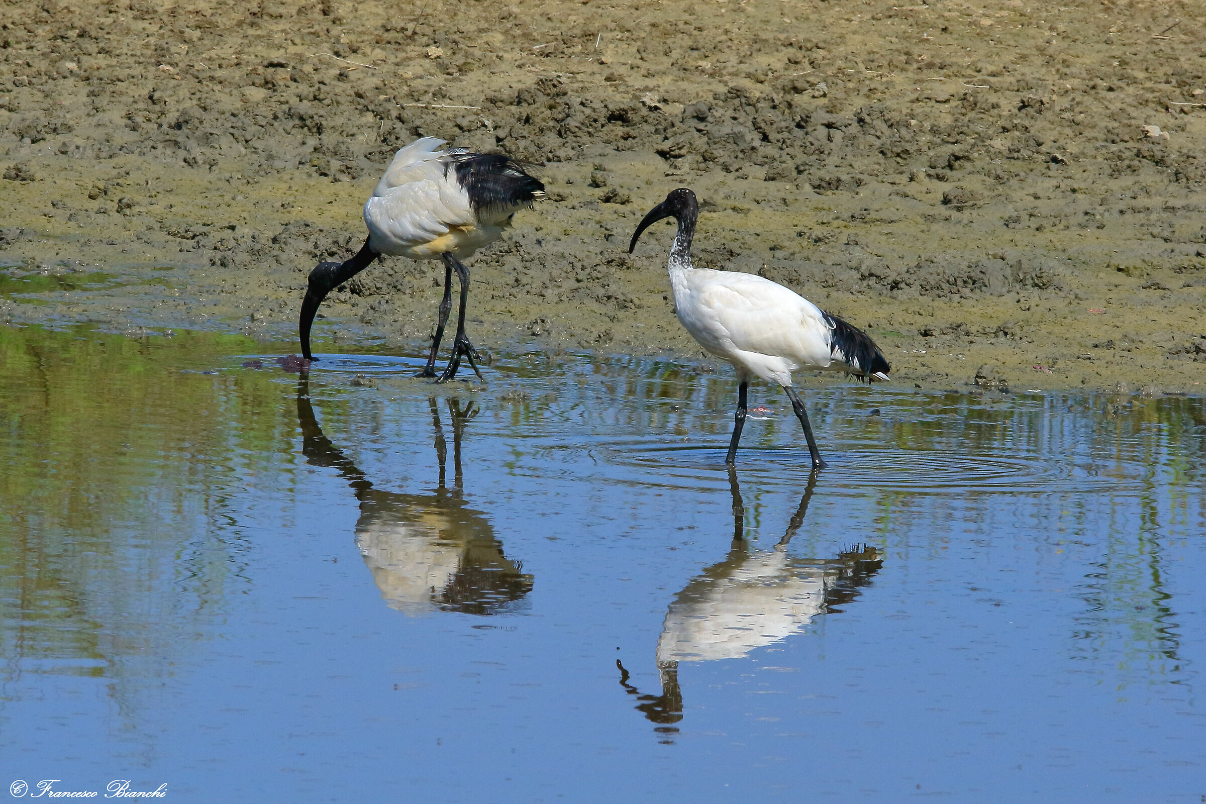 Two ibis...