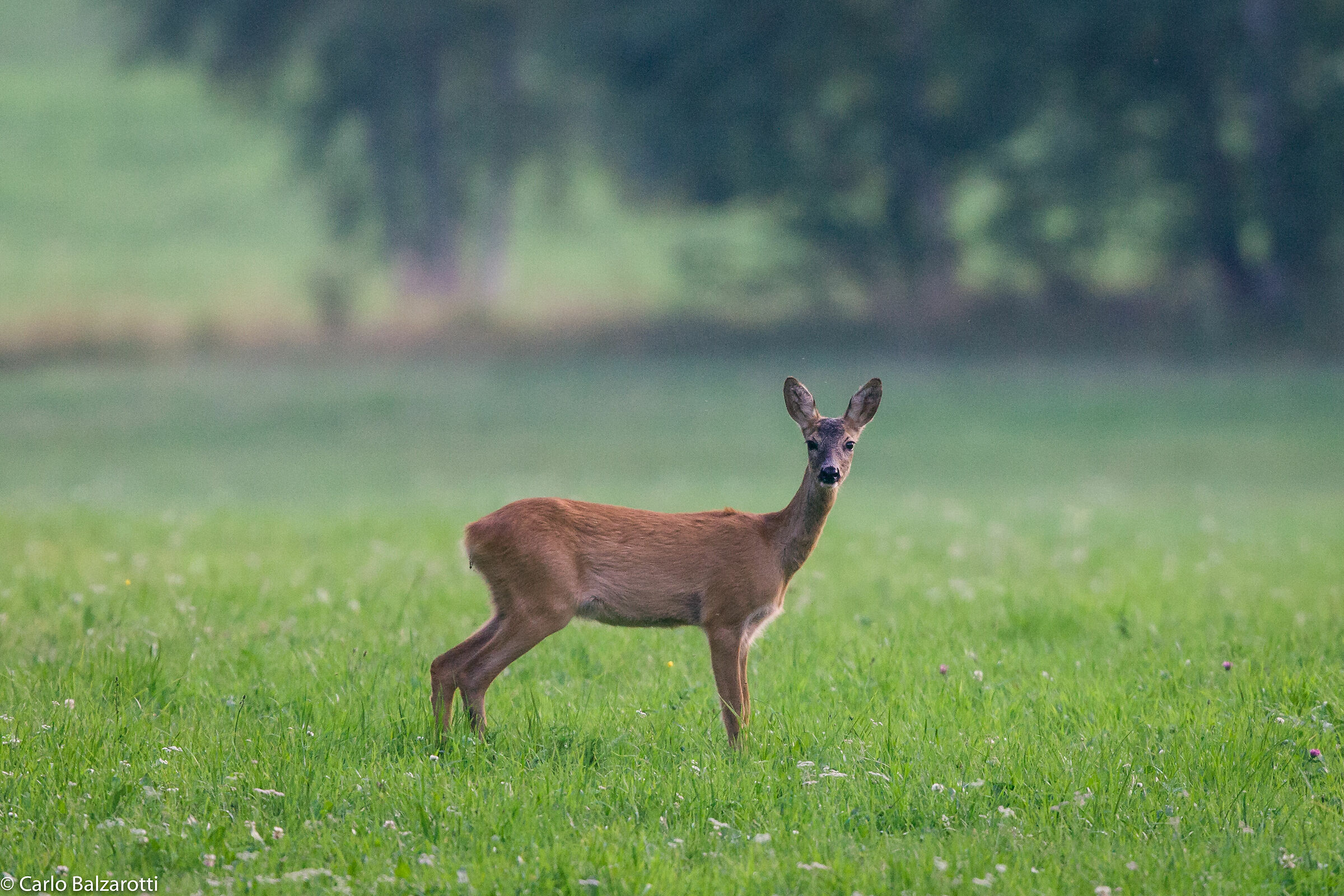 Roe deer in the big lawn...