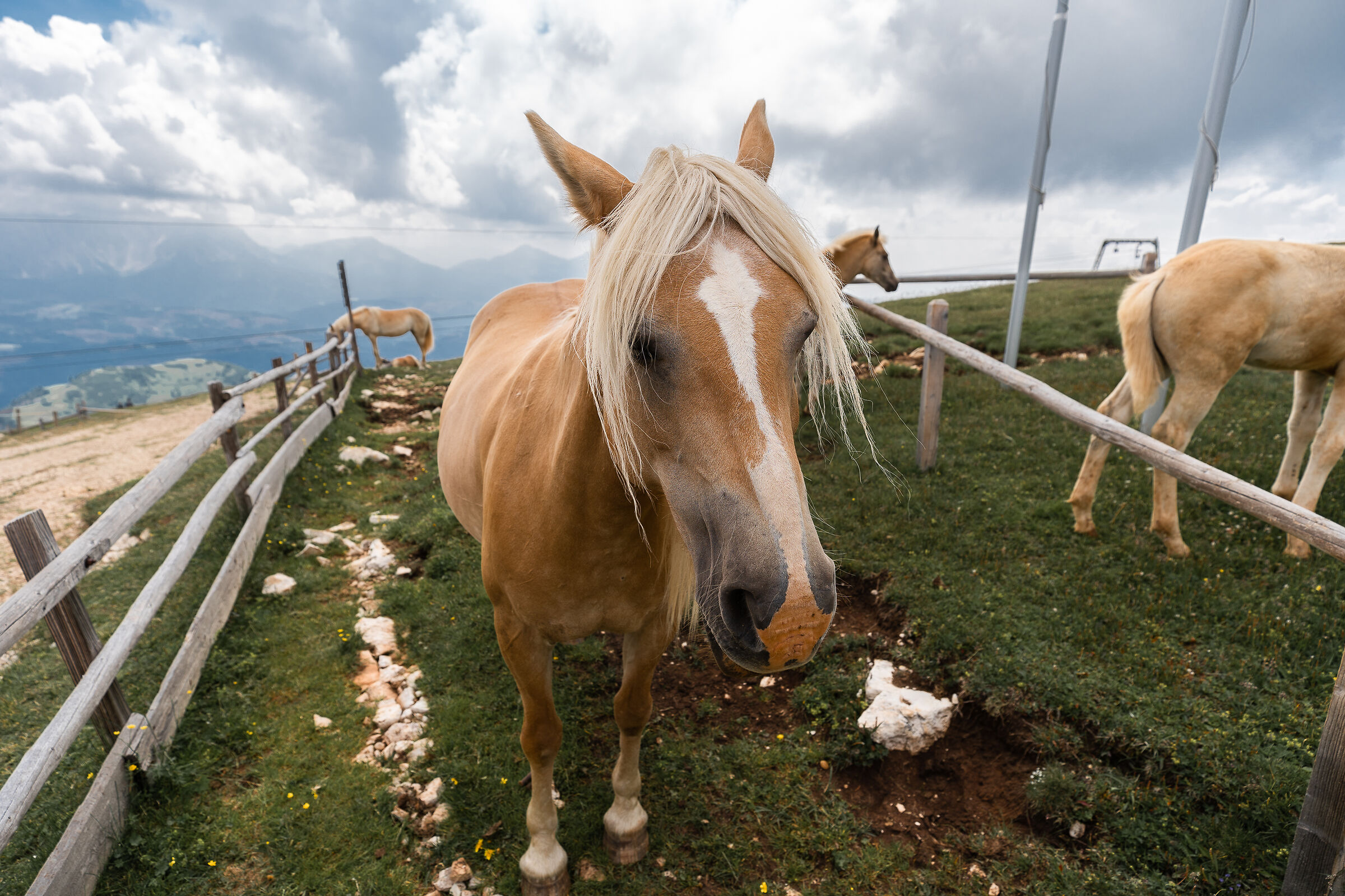 Horses in South Tyrol...