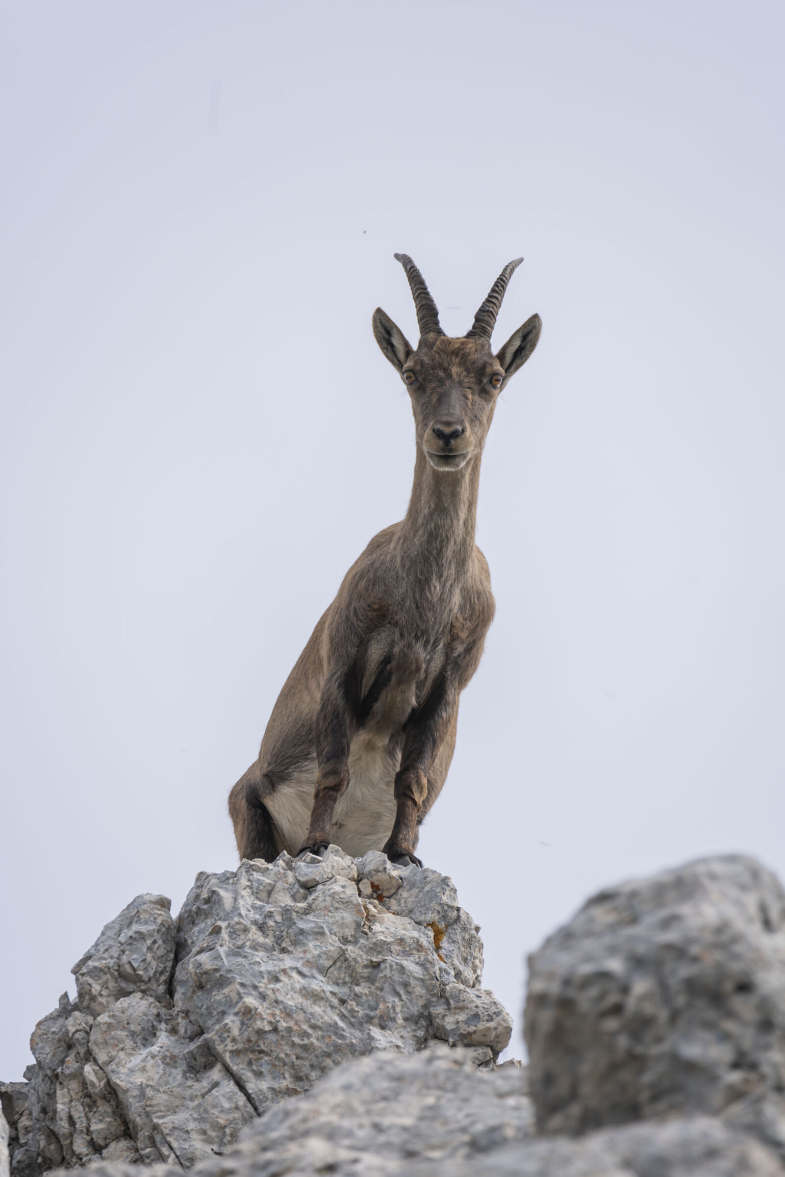 Female ibex...