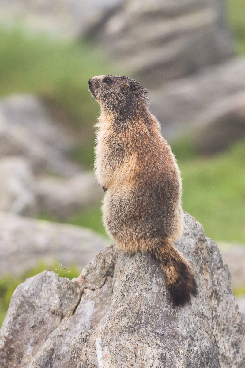 The Lookout Marmot ......