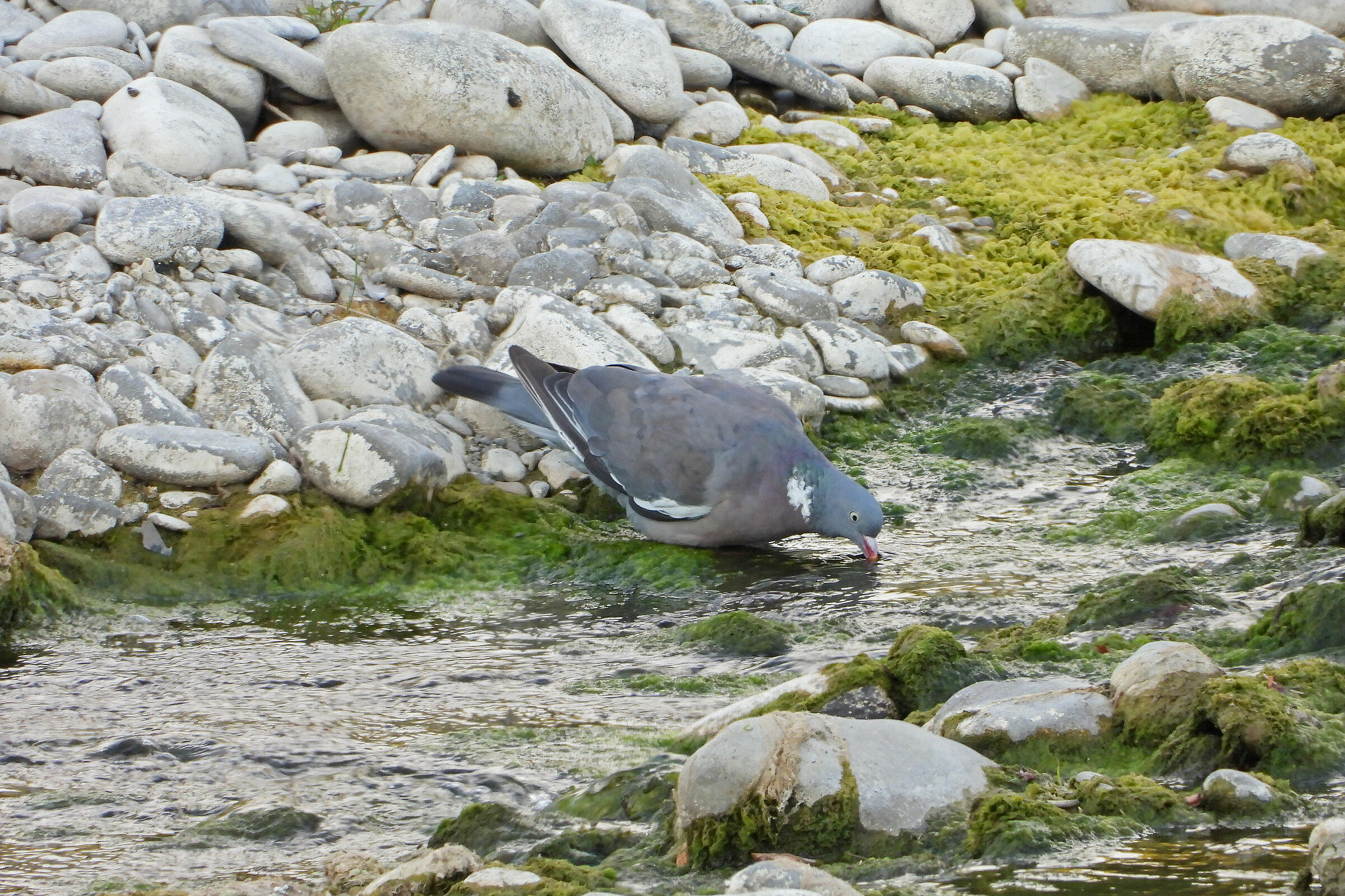 watered-down pigeon...