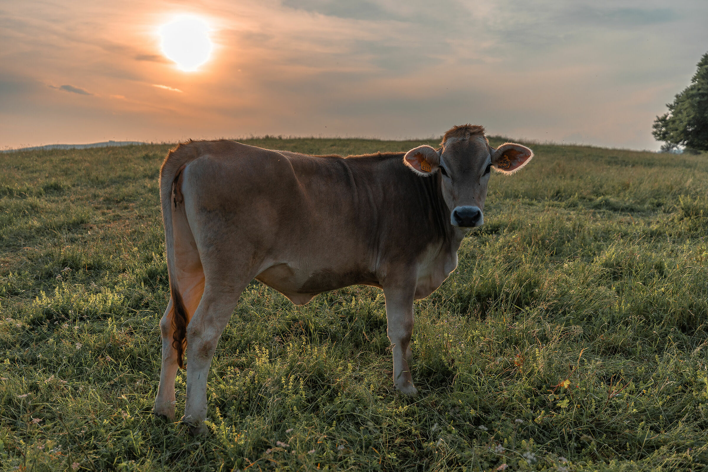 sunset cow...