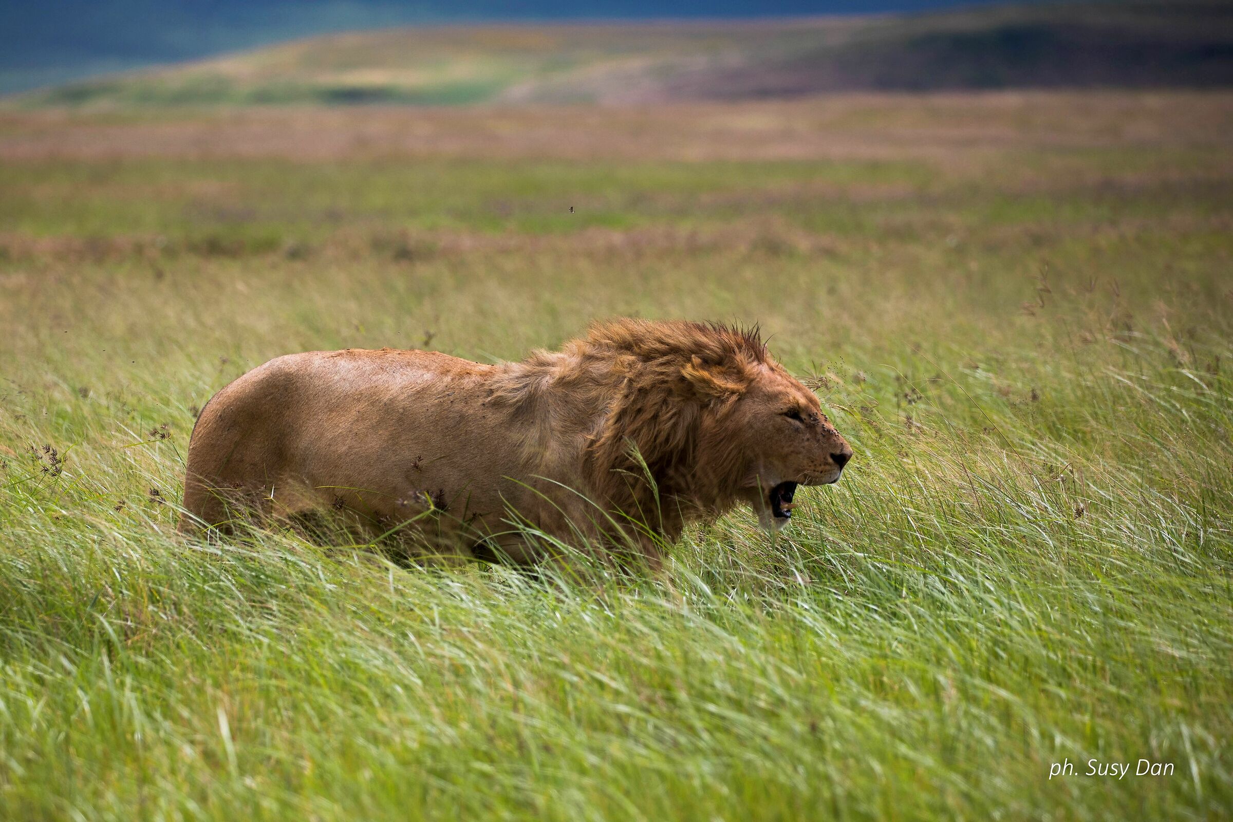 Old king of the Ngorongoro...