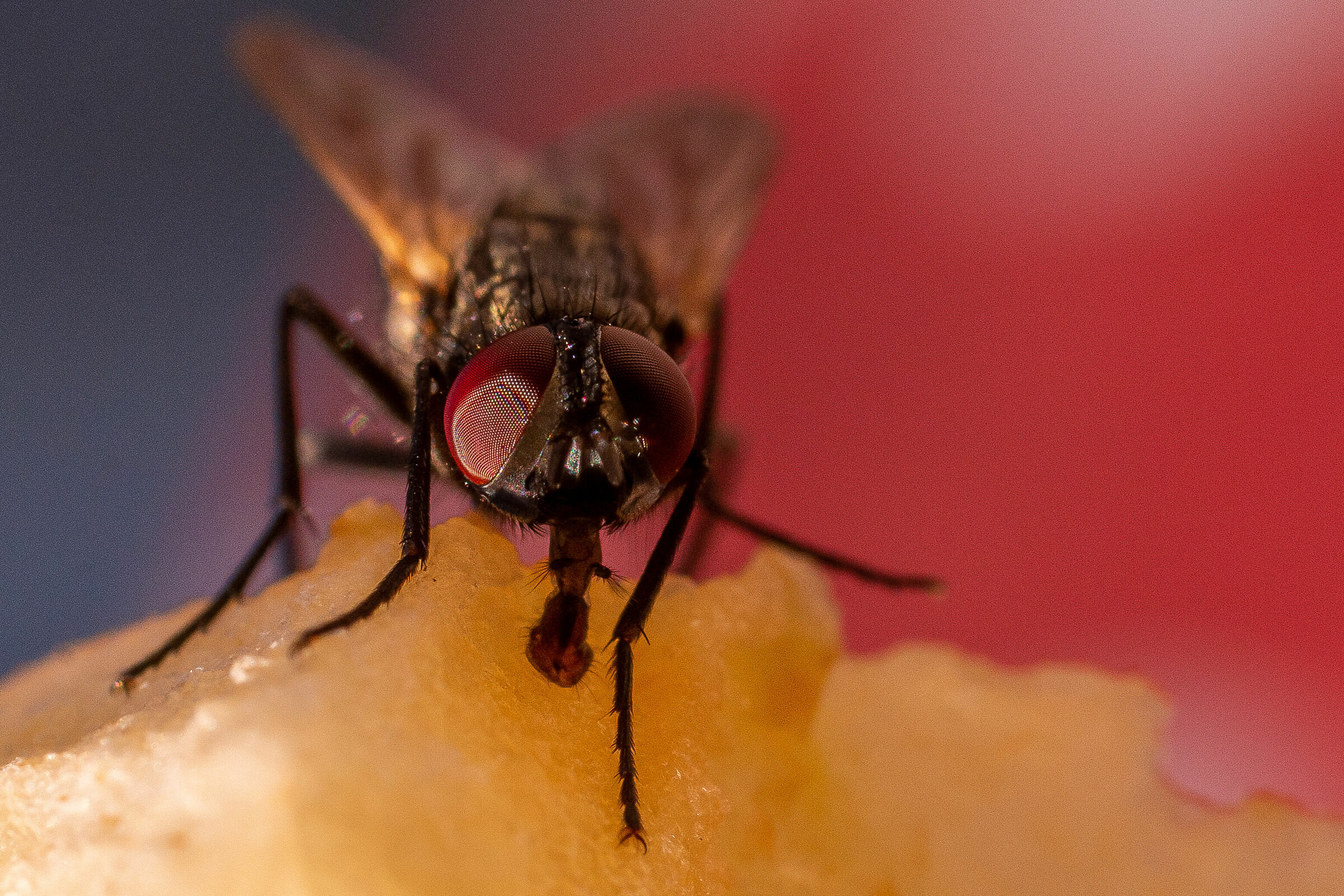 the fly that makes you a pear...