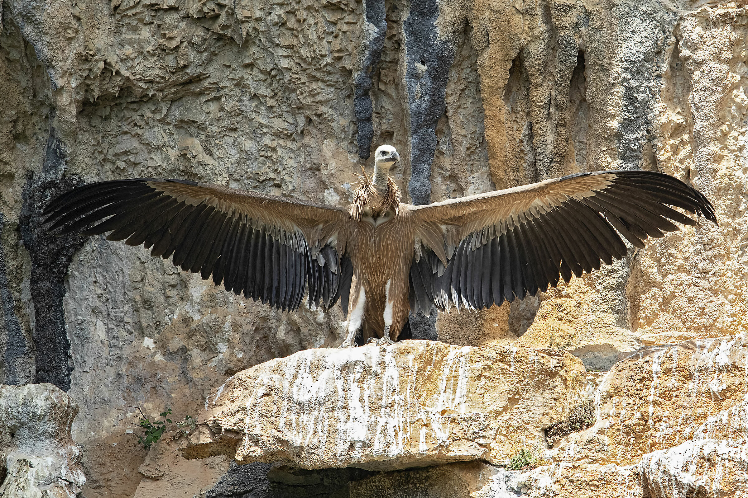 Grifone Avvoltoio (Gyps fulvus)...