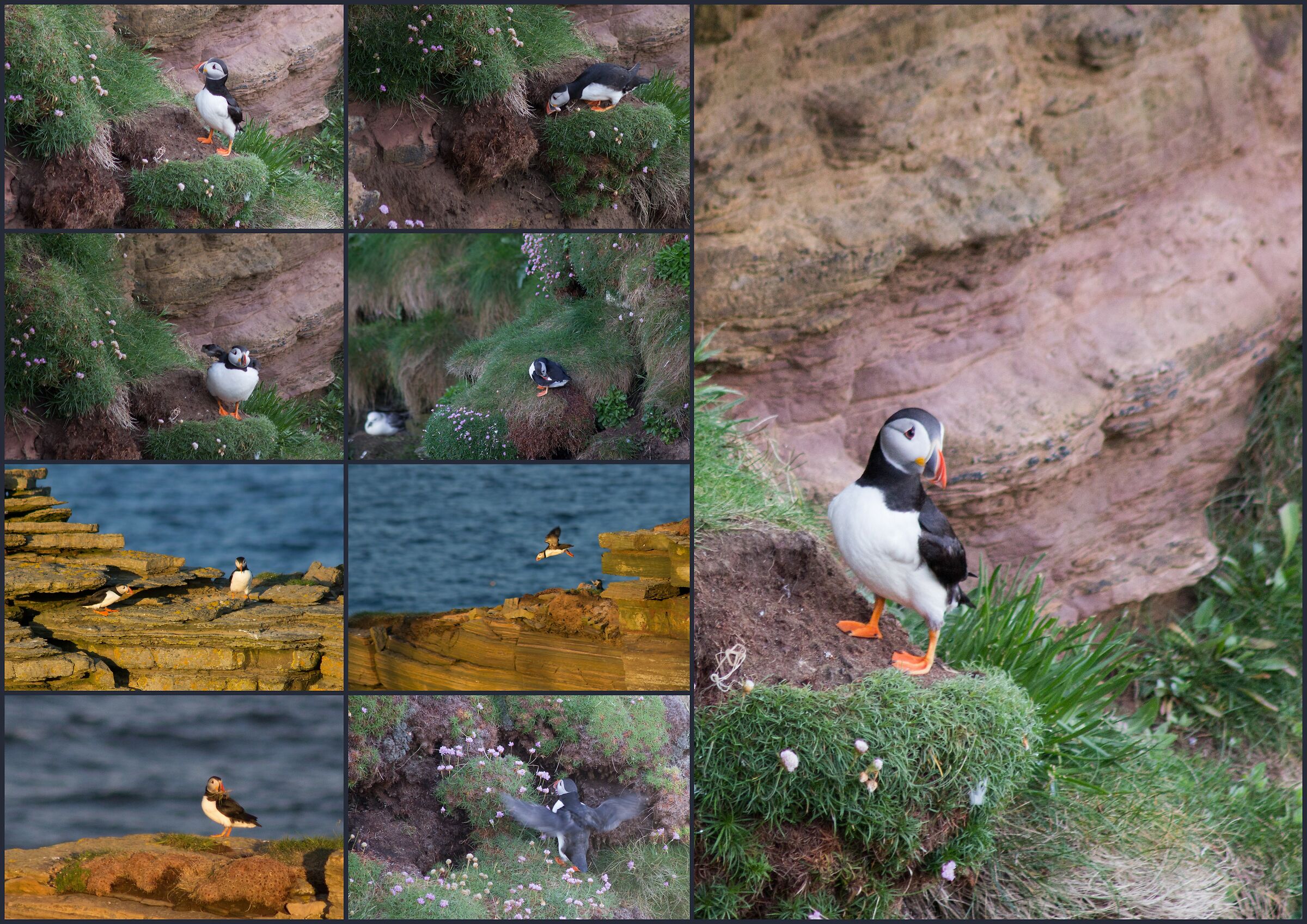 Puffin all over the place......