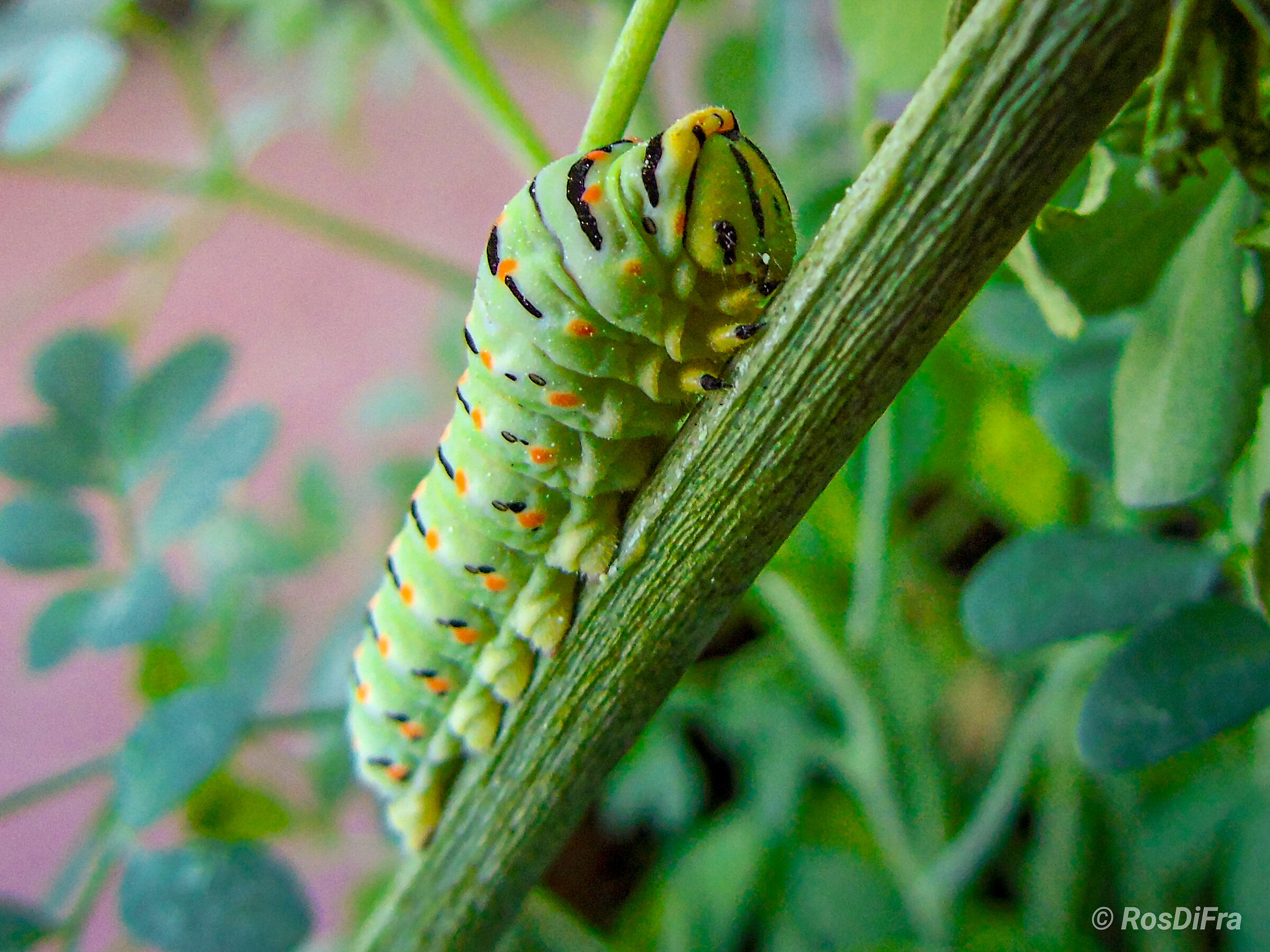 Caterpillar ...