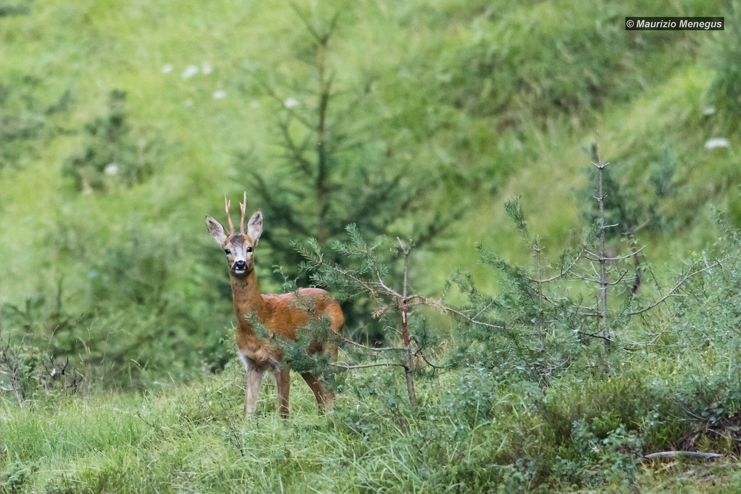 Male roe deer in the mating period 2019...