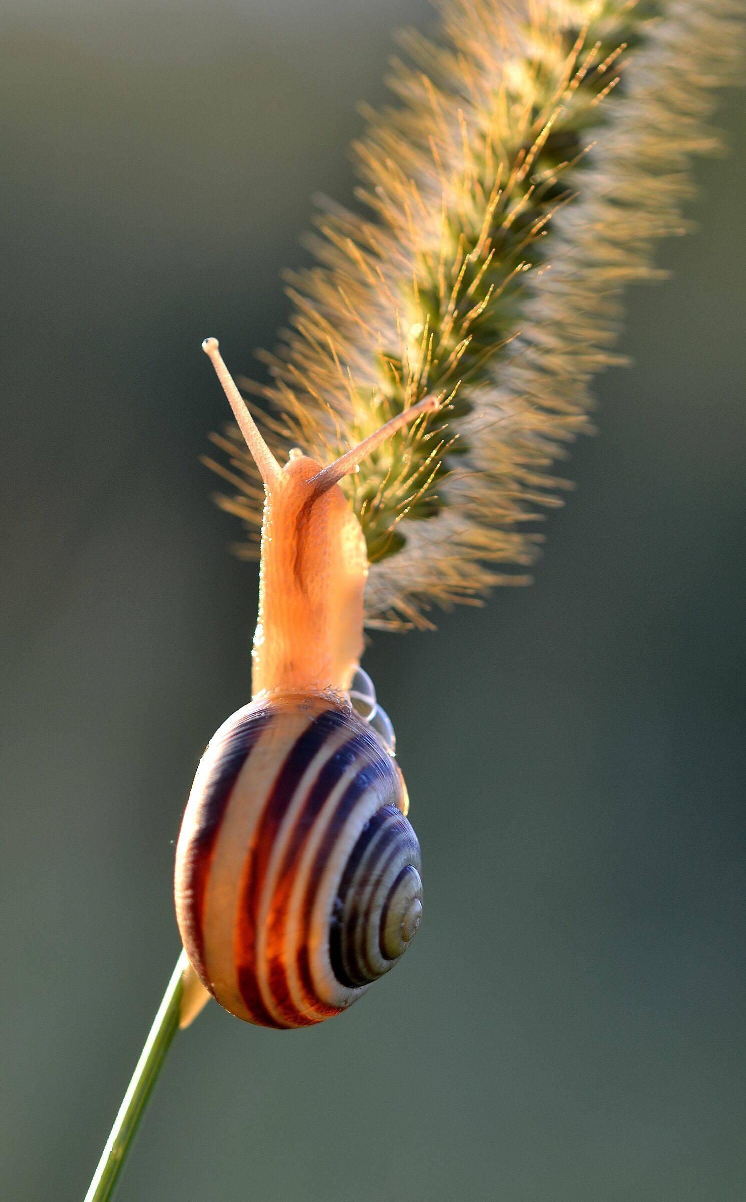 snail at sunset...