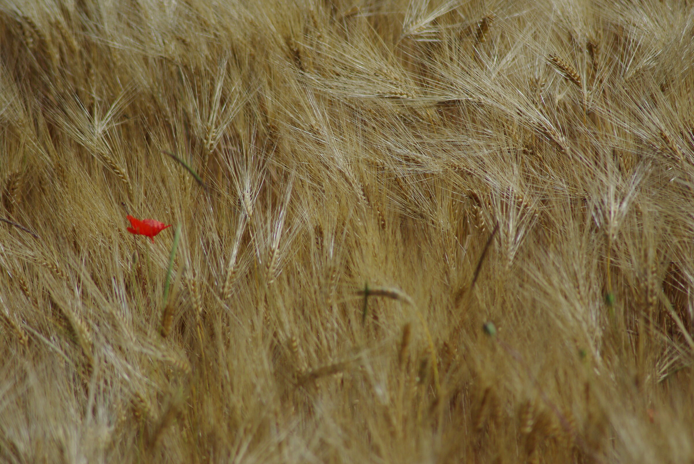 Grano e papaveri...