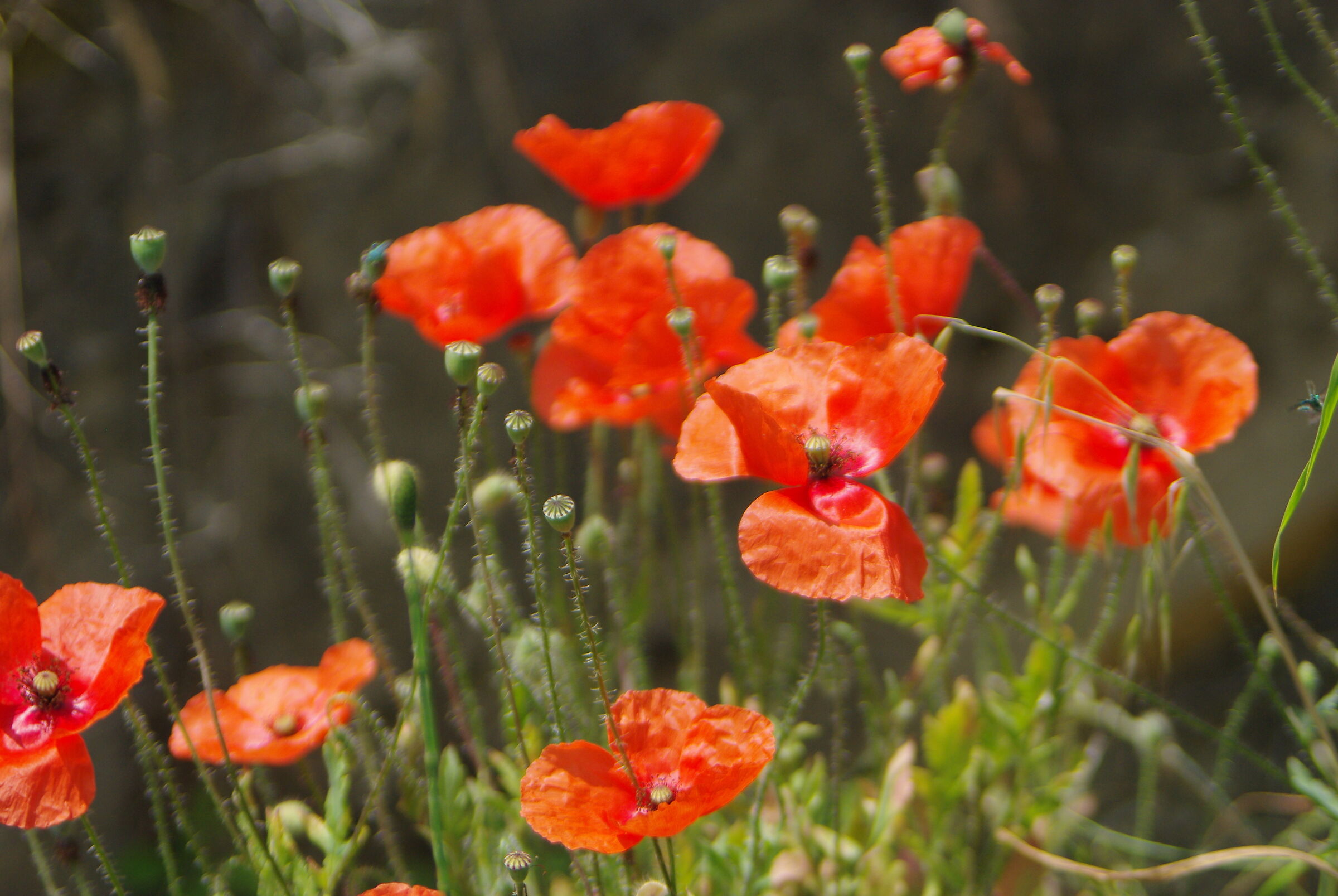 Poppies...