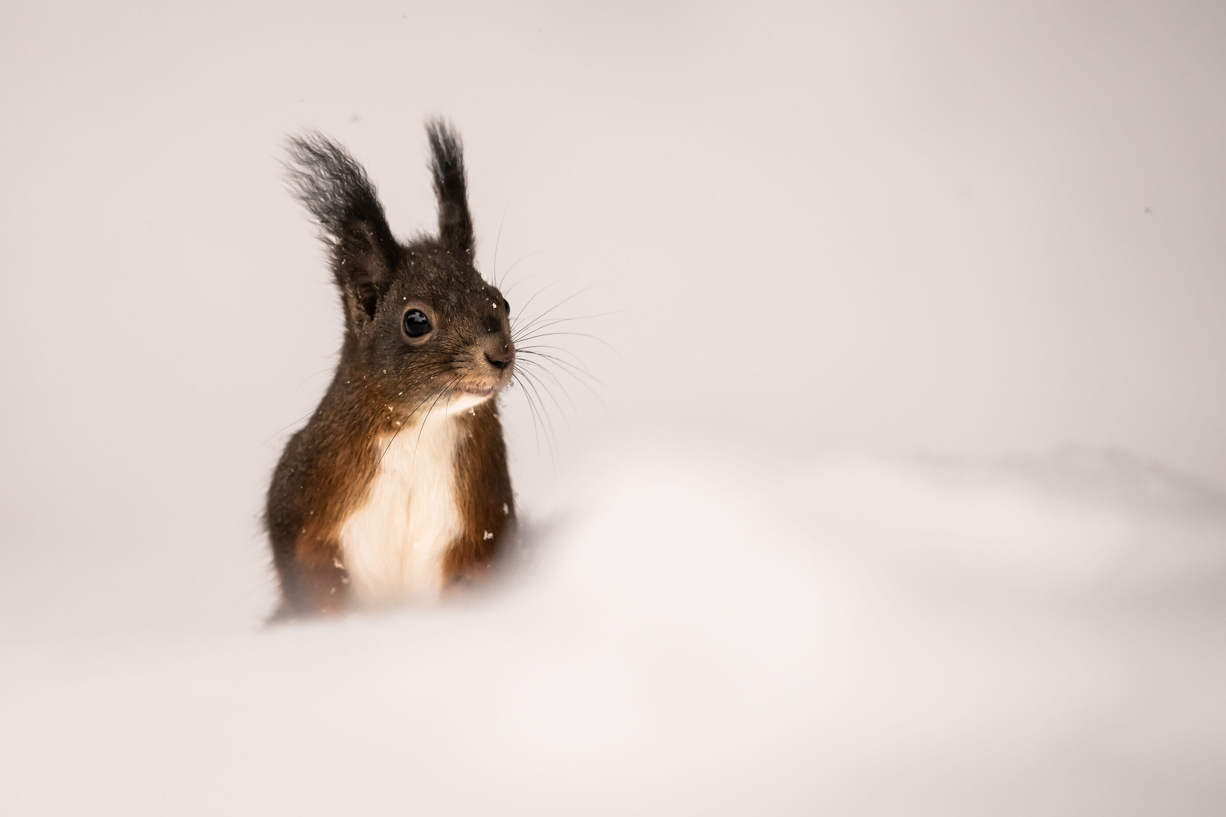 Squirrel in the snow...