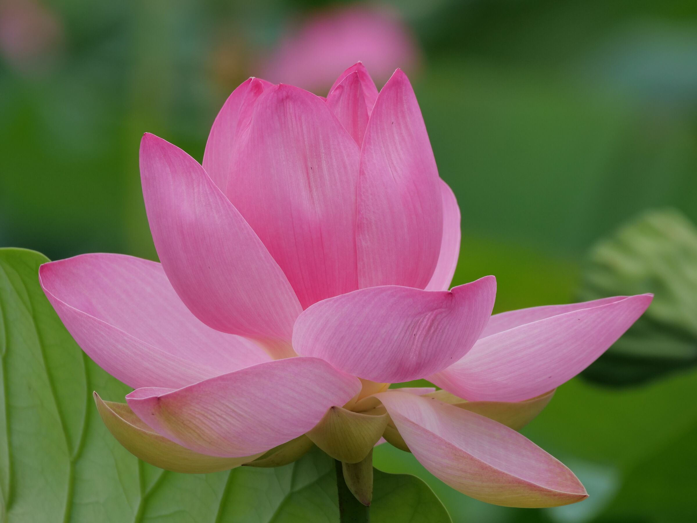 Lotus Flower (Nelumbo nucifera)...