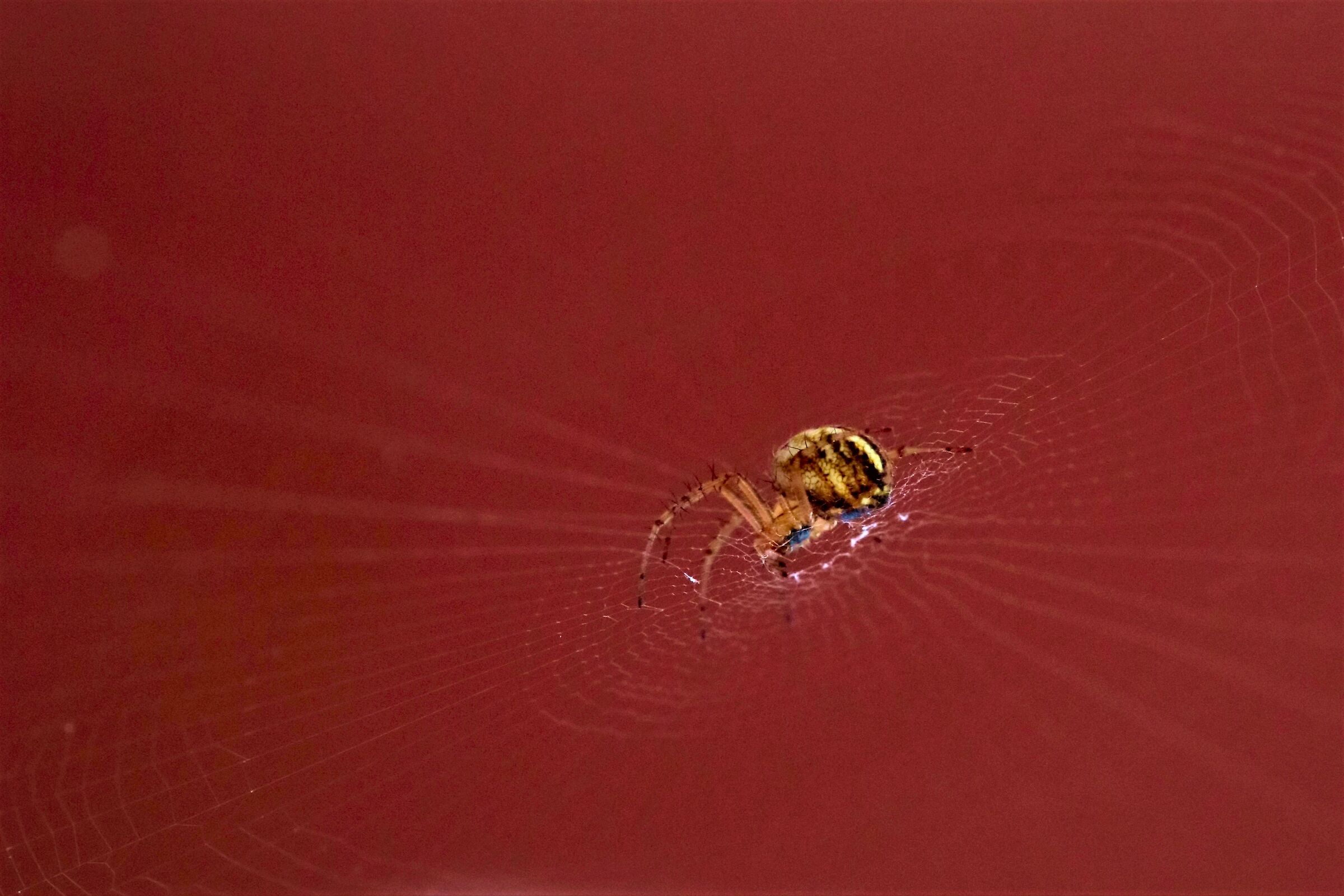 Spider on canvas...