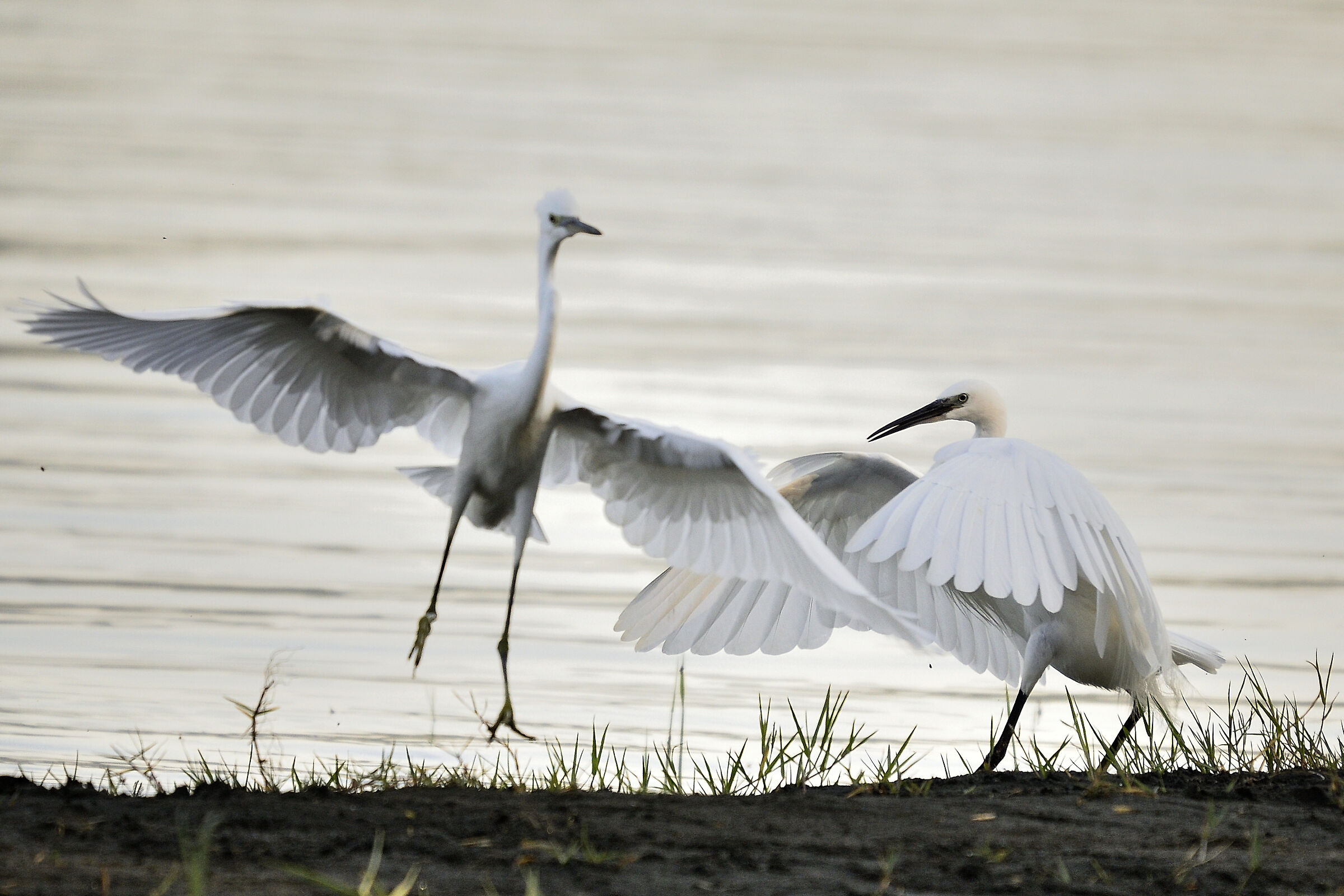morning dance between egrets...