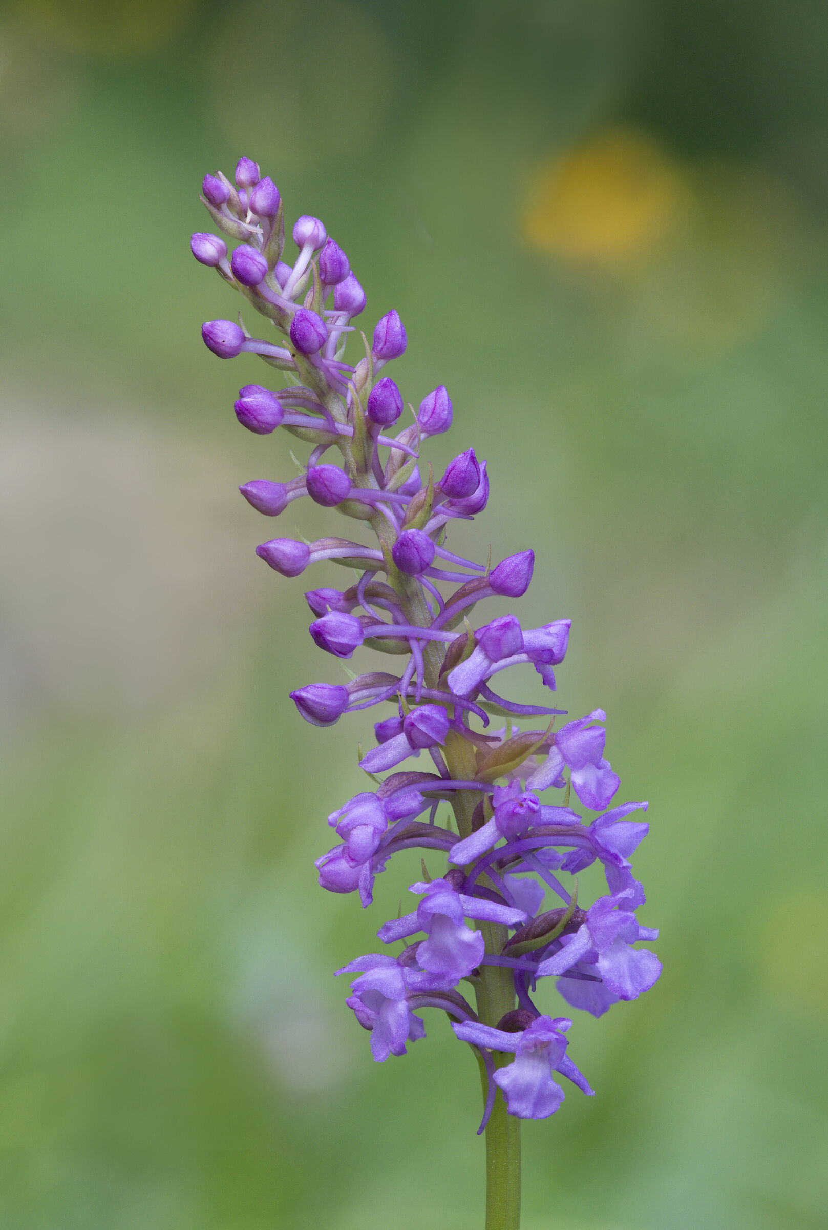 Fragrant Orchid...